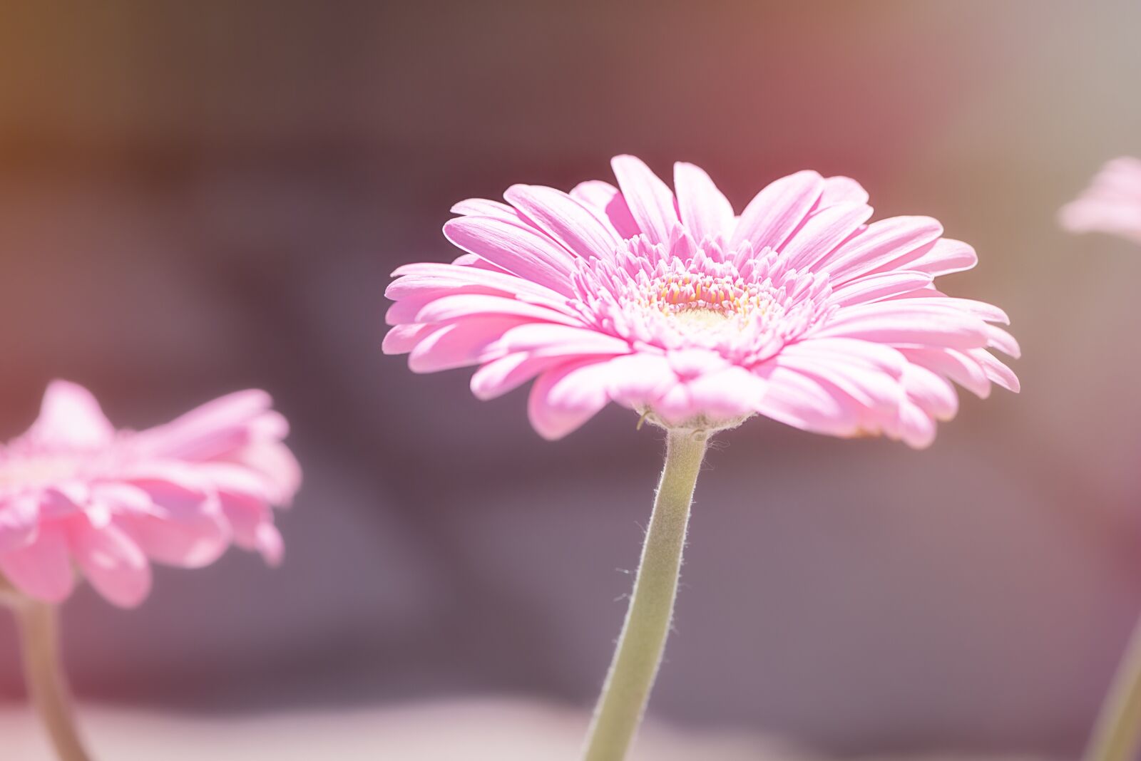 Nikon D750 sample photo. Marguerite, flower, pink photography