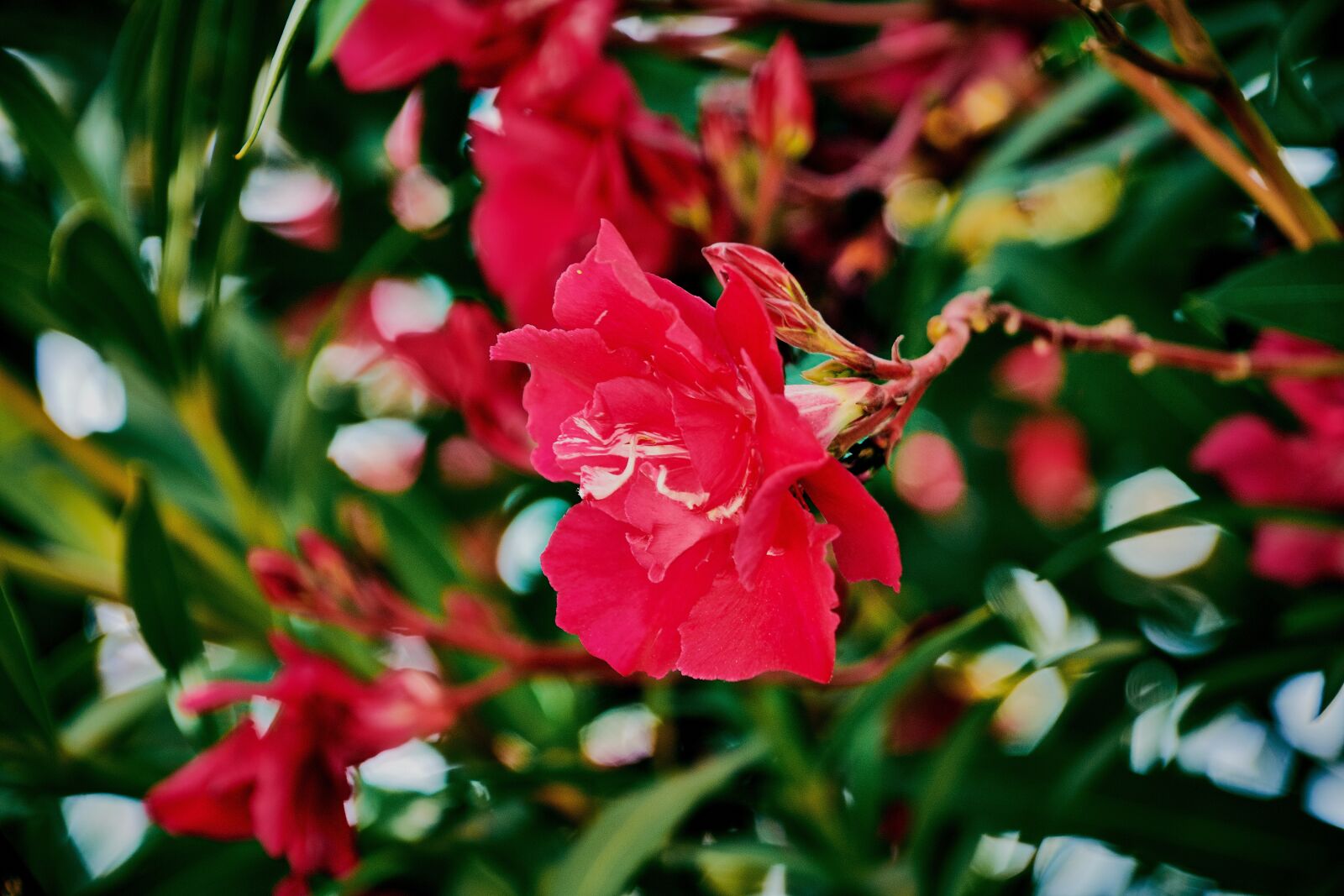 Nikon D7200 sample photo. Flower, red, plant photography