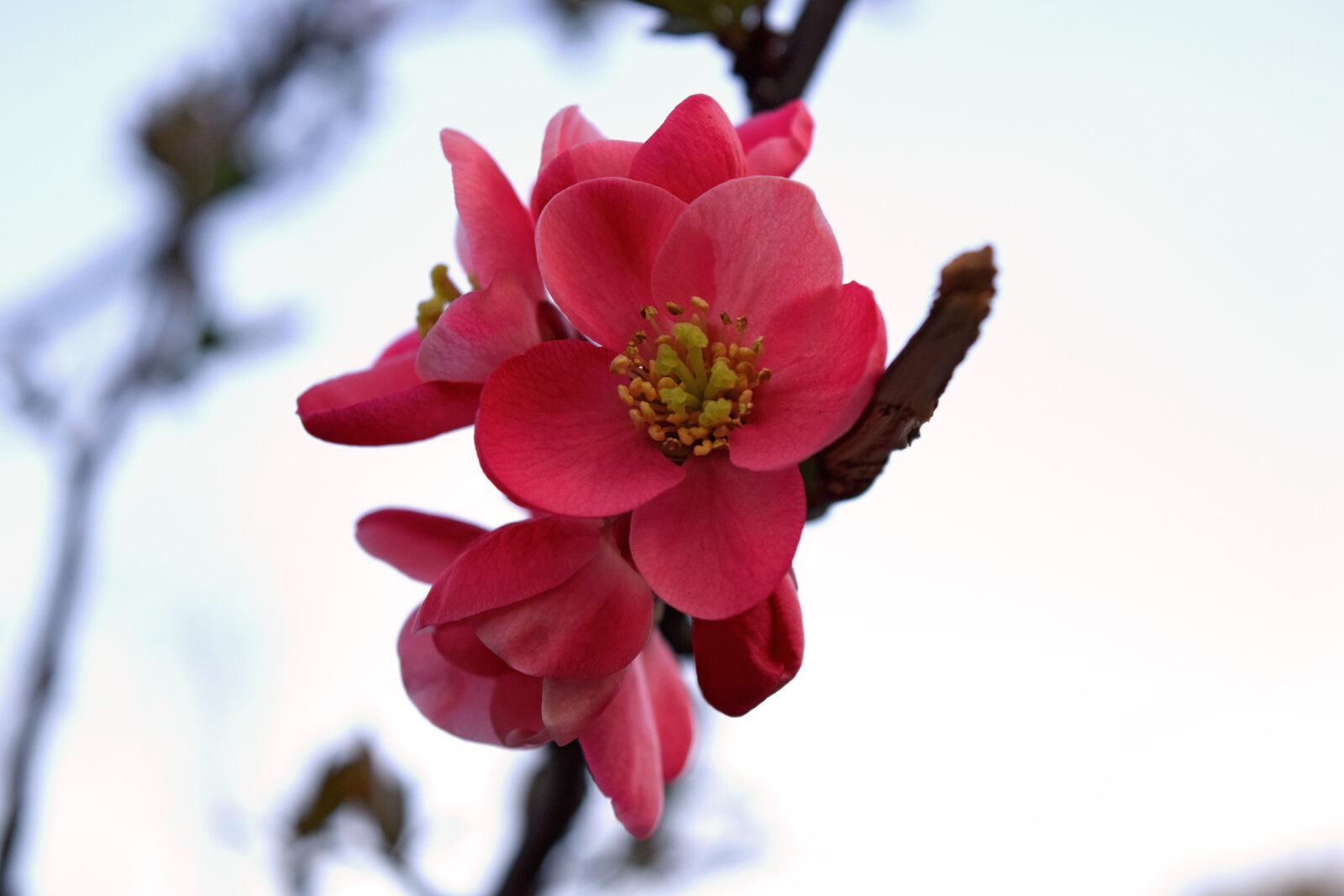 Nikon D3300 sample photo