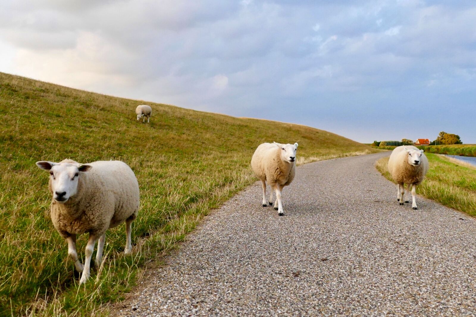 Panasonic Lumix DMC-FZ1000 sample photo. Sheep, dyke, wadden sea photography