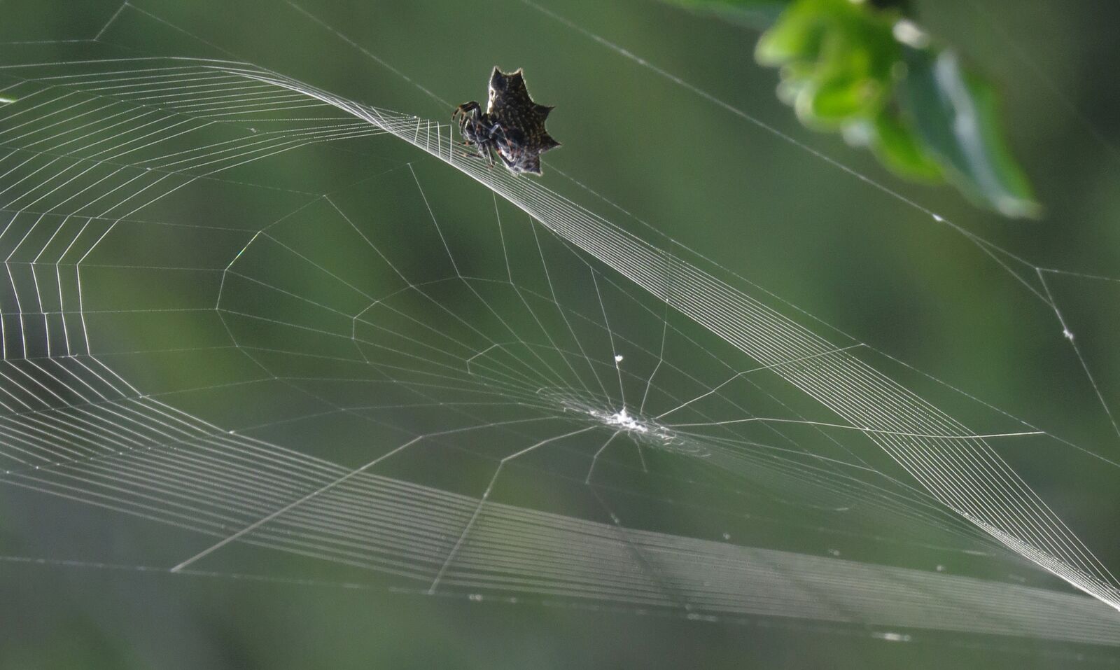 Canon PowerShot SX50 HS sample photo. Nature, rocio, spider photography