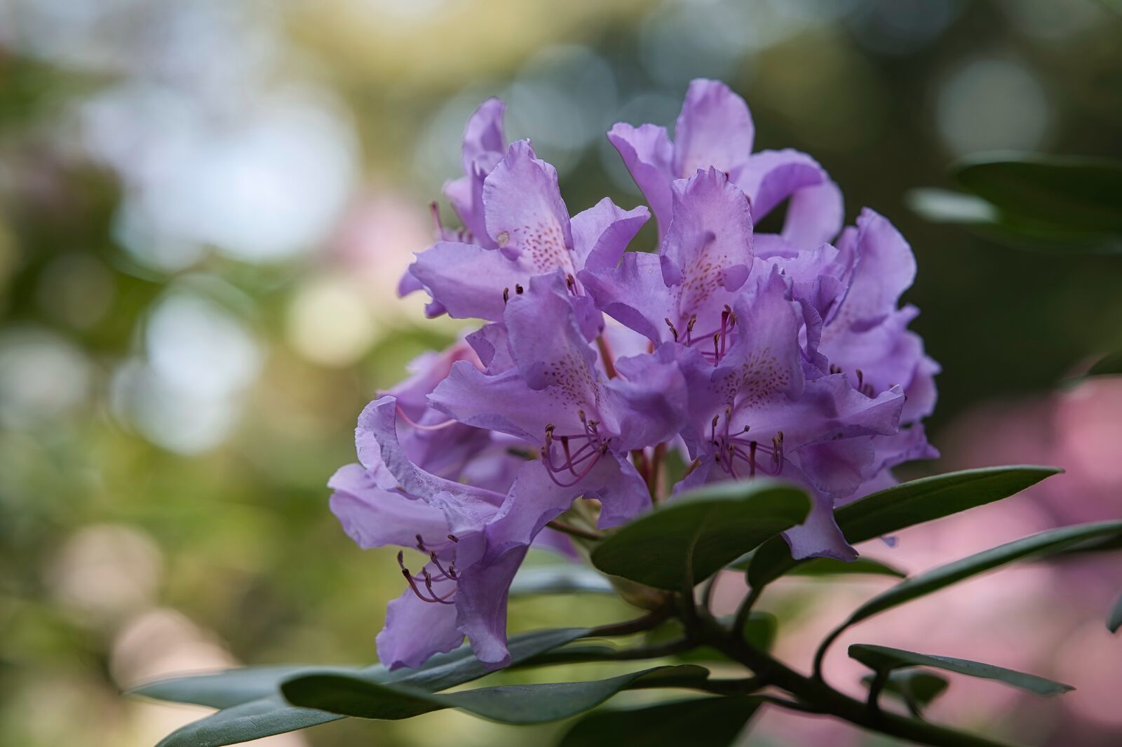 Nikon Nikkor Z 85mm F1.8 S sample photo. Rhododendron, blossom, bloom photography