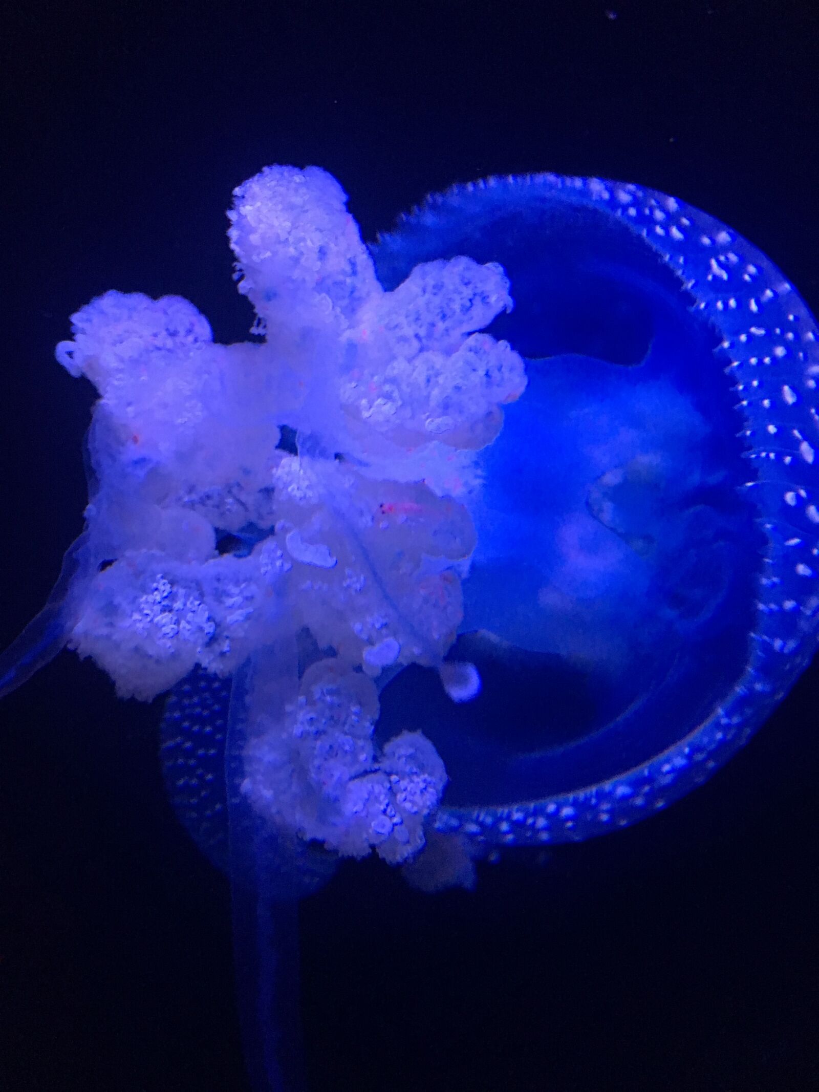 Apple iPhone 6s sample photo. Jellyfish, aquarium, underwater photography