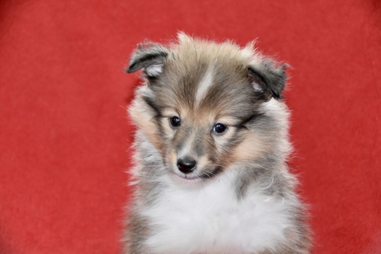 Nikon D5600 sample photo. Dog, puppy, young dog photography