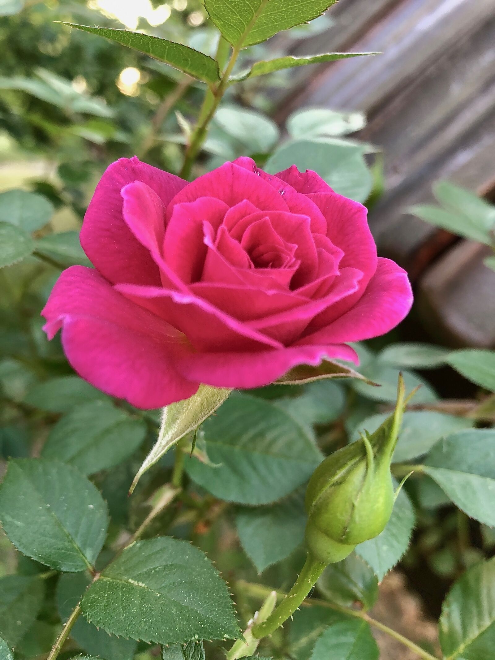 Apple iPhone 8 sample photo. Rose, red, first photography