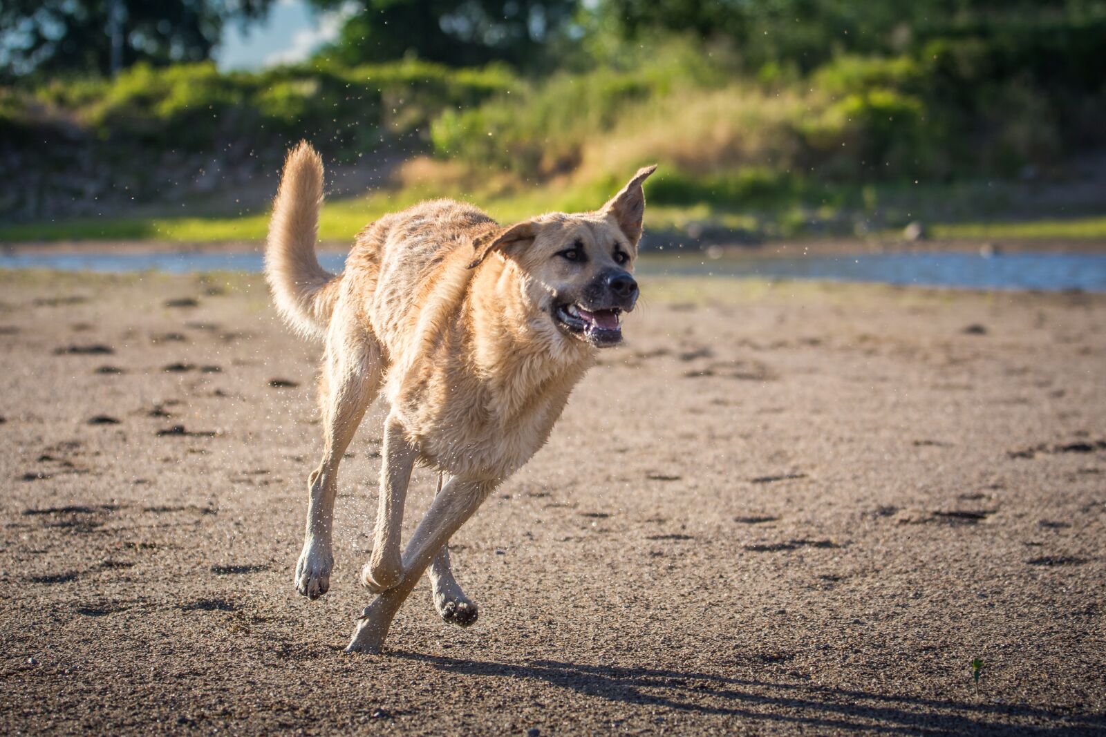 Tamron SP 70-200mm F2.8 Di VC USD sample photo. Dog, water, race photography