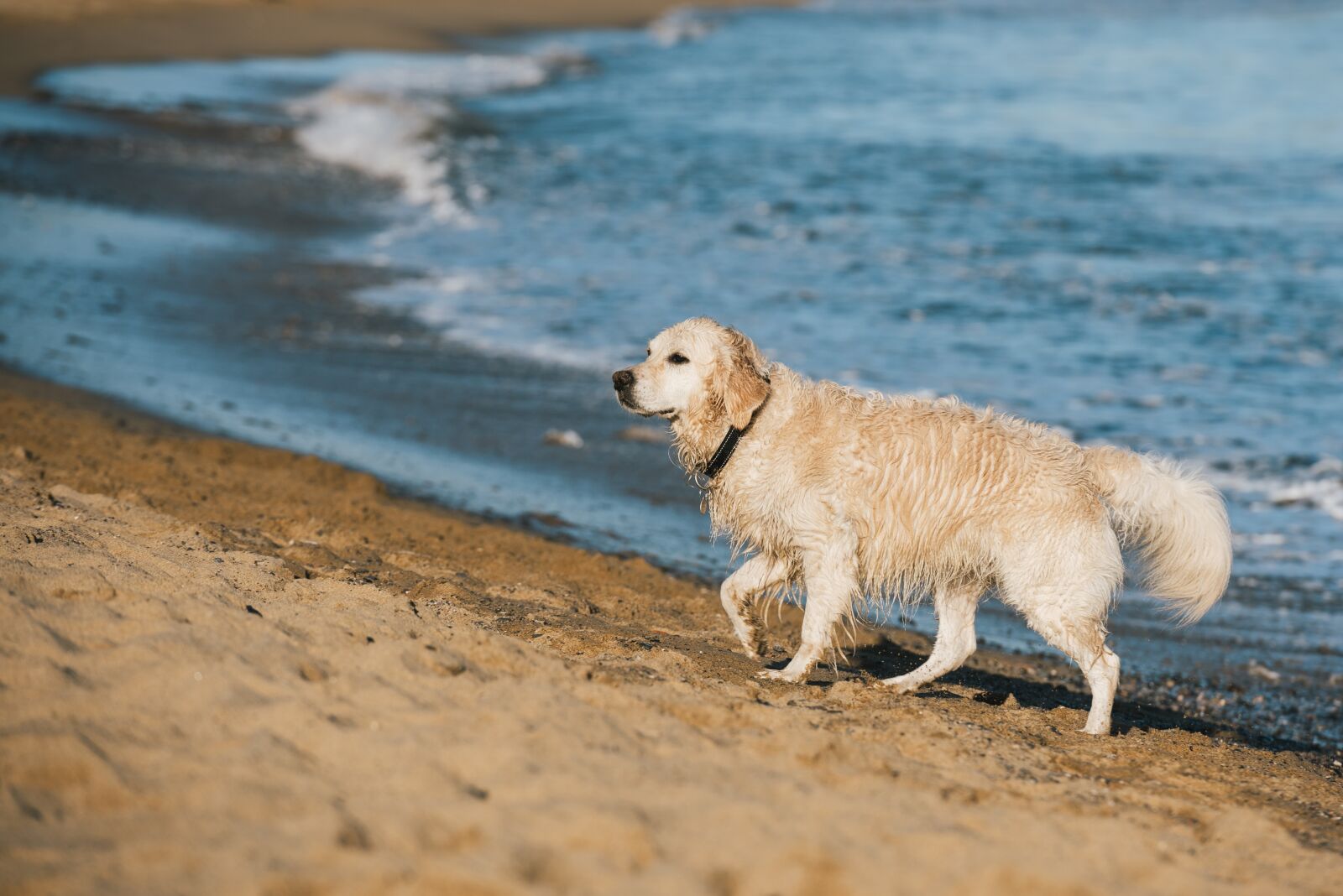 Nikon D750 sample photo. Dog, beach, sand photography