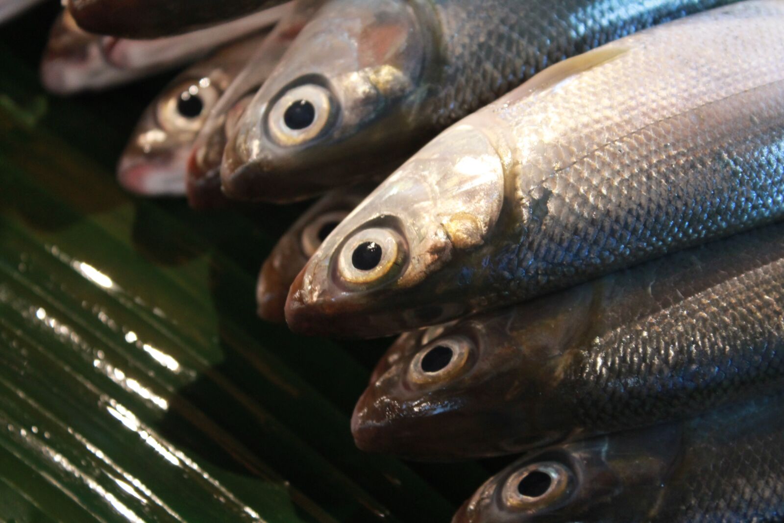 Canon EOS 1100D (EOS Rebel T3 / EOS Kiss X50) sample photo. Fish, food, dairy photography