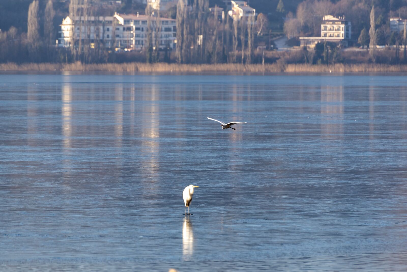 Nikon D750 sample photo. Ice, frozen, birds photography