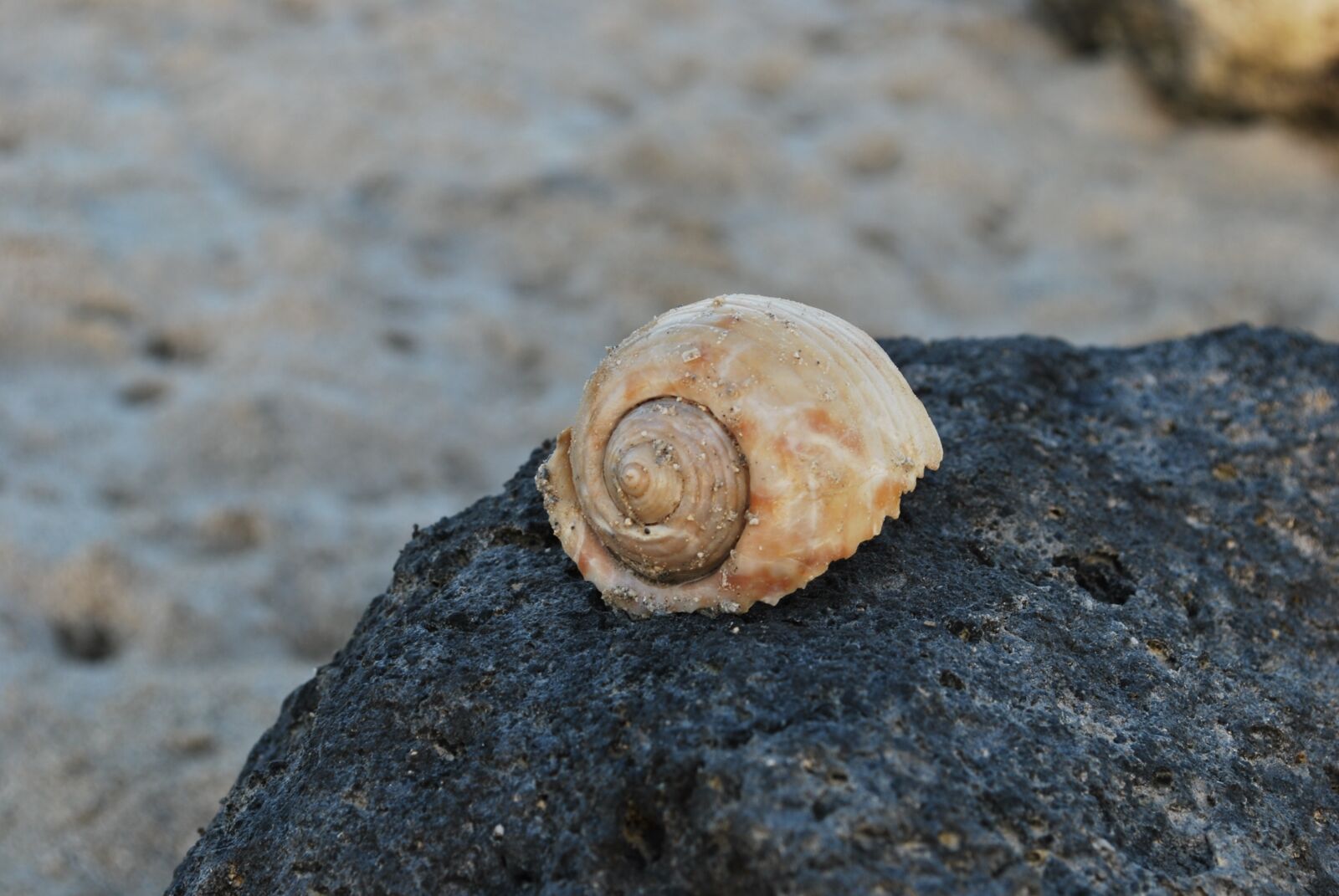 Nikon D60 sample photo. Snail, rock, empty photography