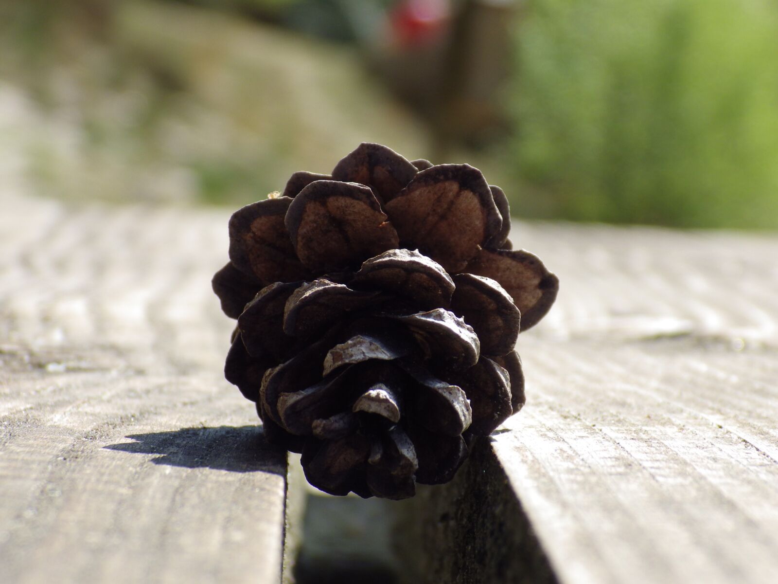Pentax X-5 sample photo. Macro, plant, close up photography