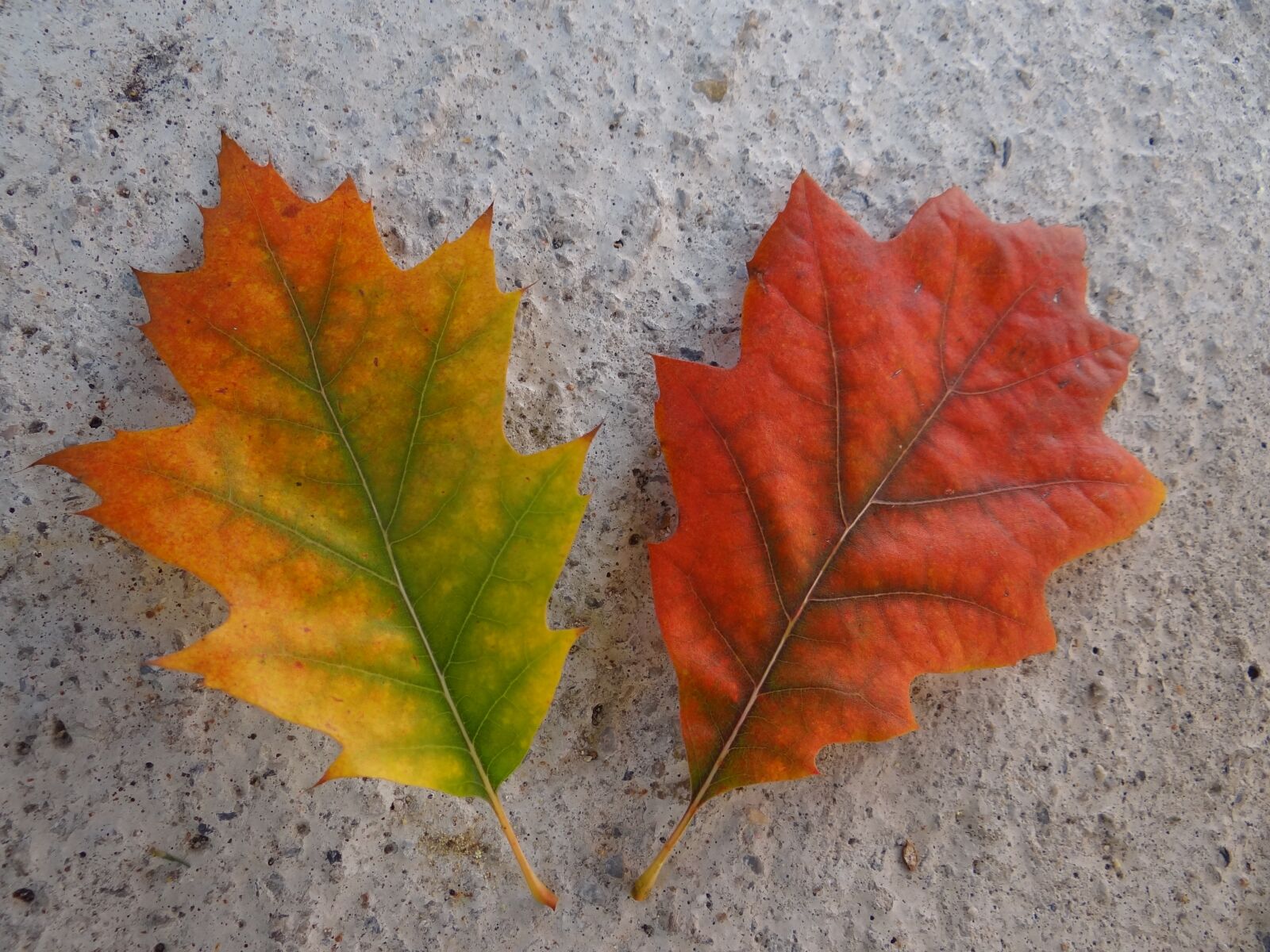 Sony Cyber-shot DSC-HX100V sample photo. Autumn, leaves, colorful photography