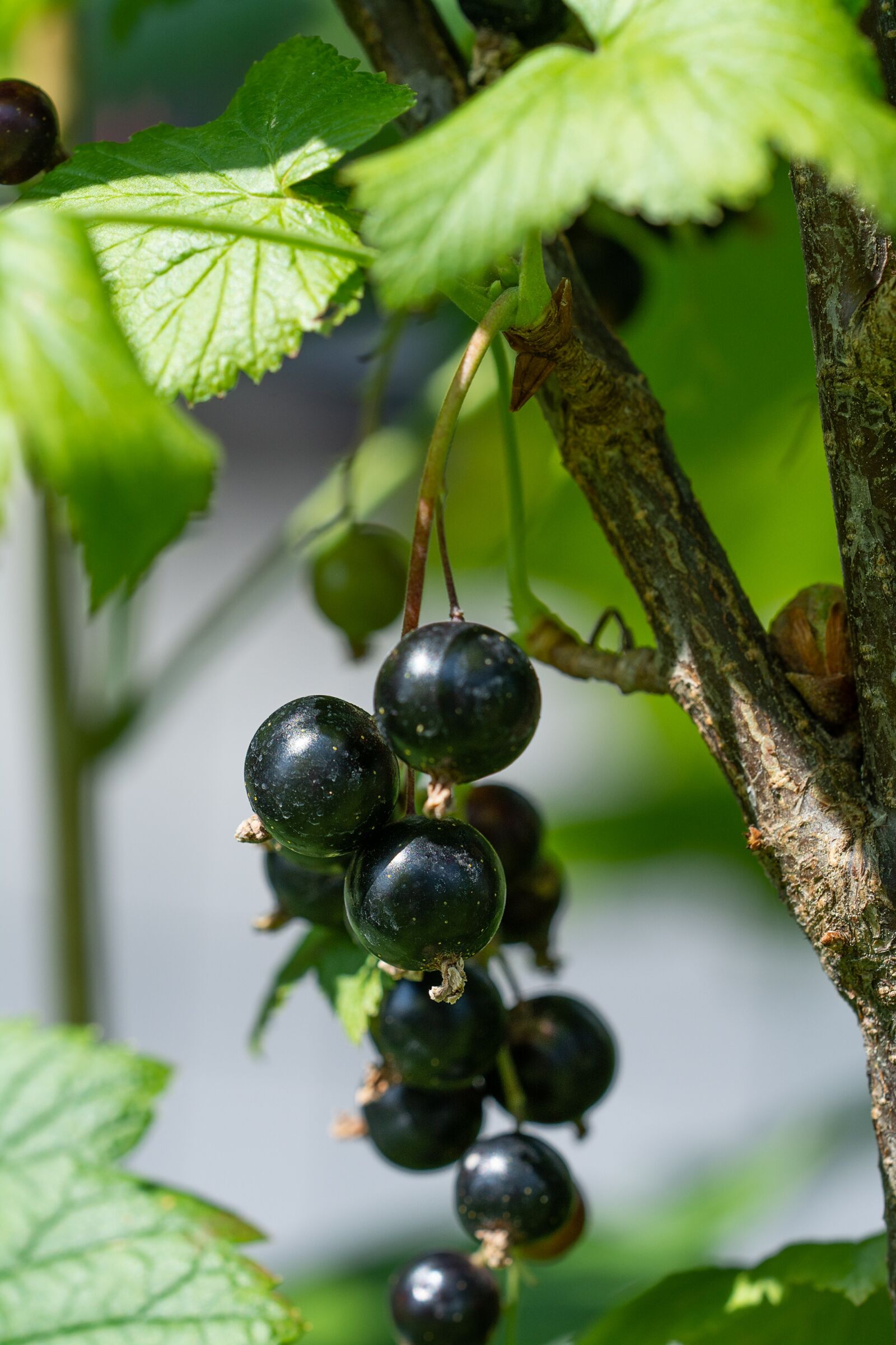 Nikon D7100 sample photo. Johannsi berries, black, black photography