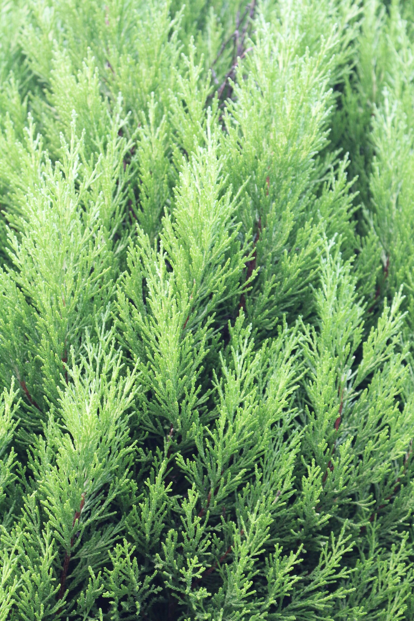 Canon EOS 700D (EOS Rebel T5i / EOS Kiss X7i) sample photo. Green, thuja, conifer photography