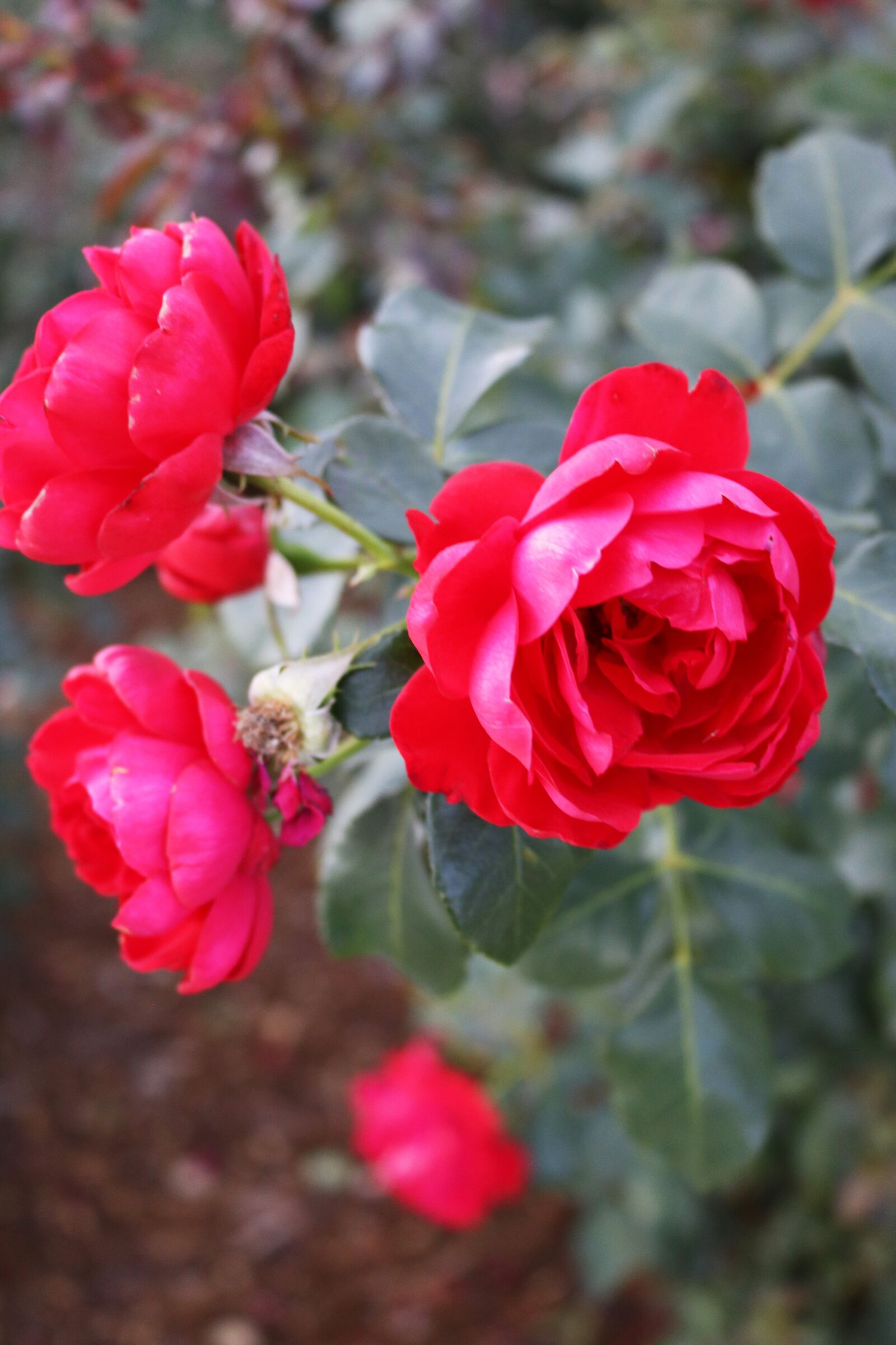 Canon EOS 750D (EOS Rebel T6i / EOS Kiss X8i) sample photo. Red, roses, flowers photography