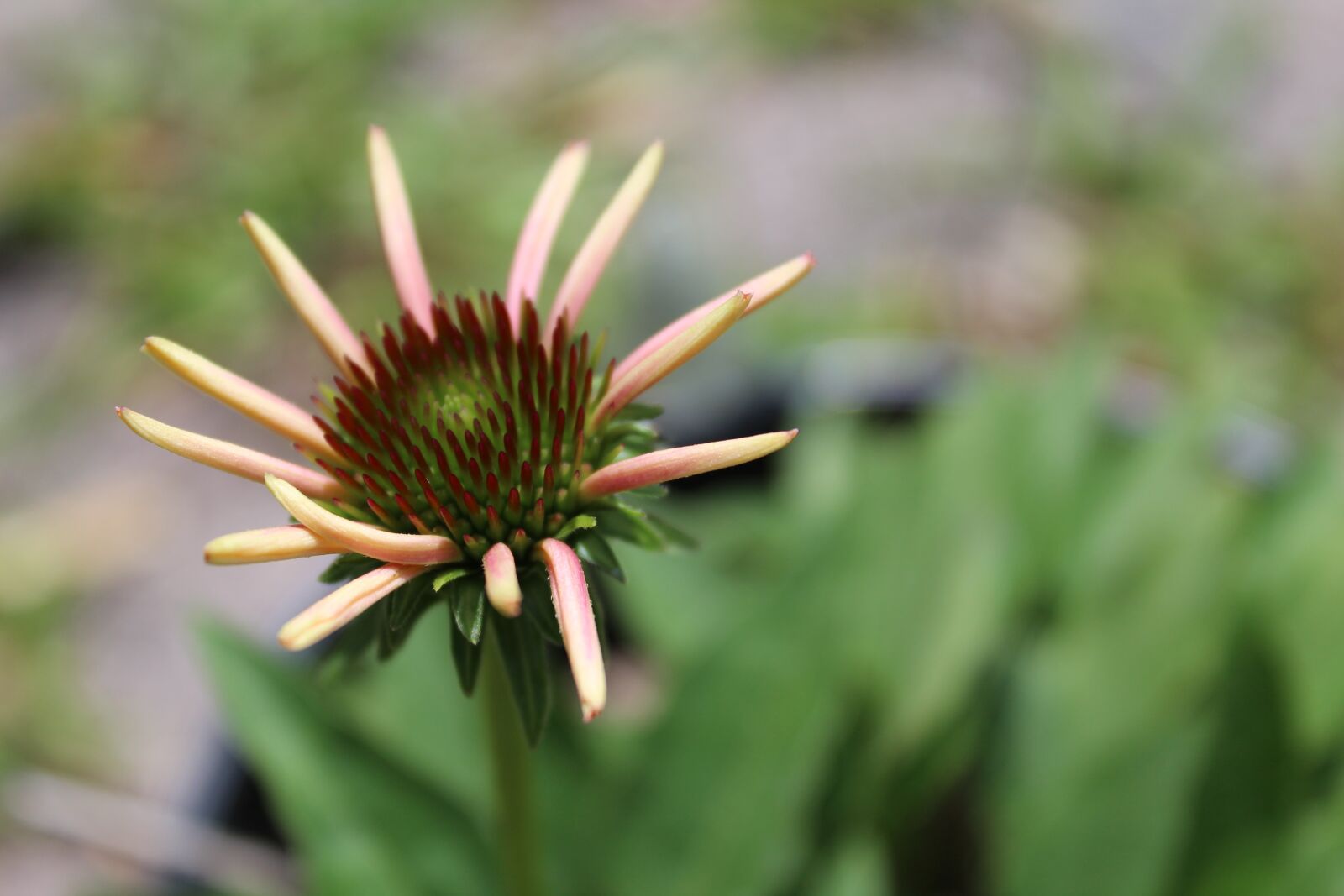 Canon EOS 1300D (EOS Rebel T6 / EOS Kiss X80) sample photo. Echinacea, cone flower, flower photography