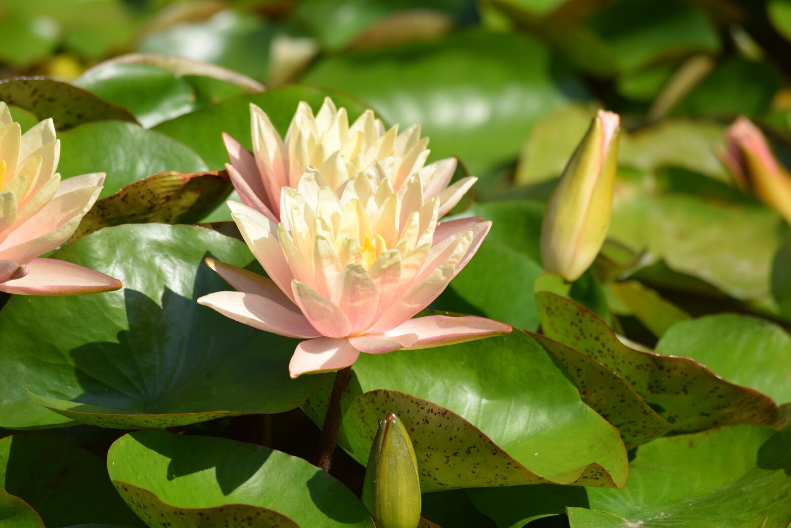 Nikon D3300 sample photo. Vizililiom, water lily, flower photography