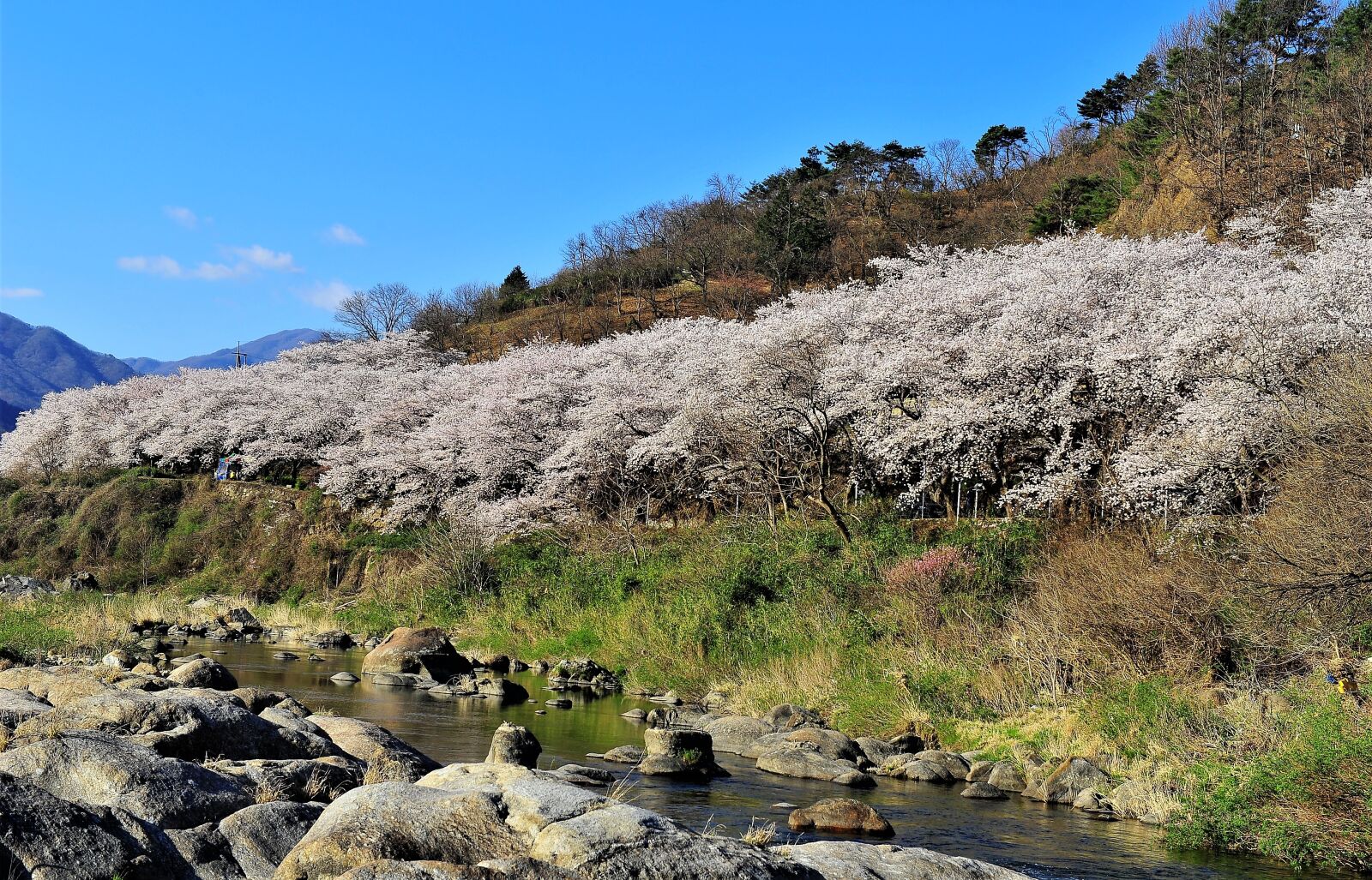 Nikon D3S sample photo. Landscape, nature, flower road photography