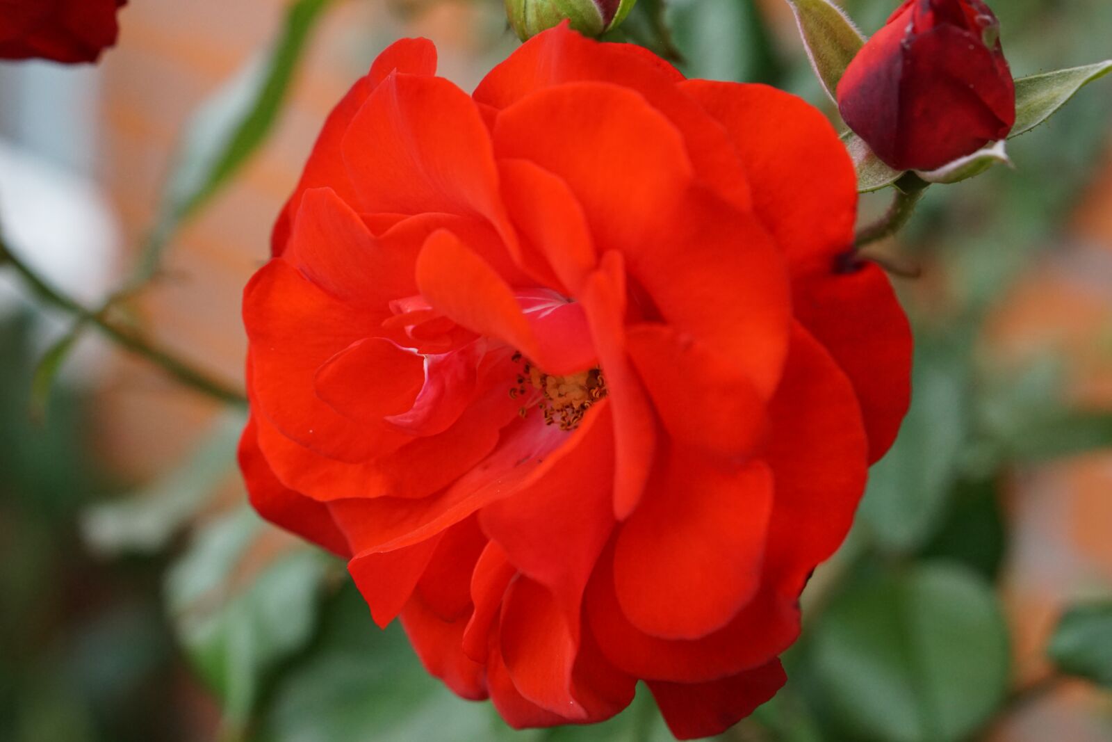 E 50mm F1.8 OSS sample photo. Flower, red, plant photography