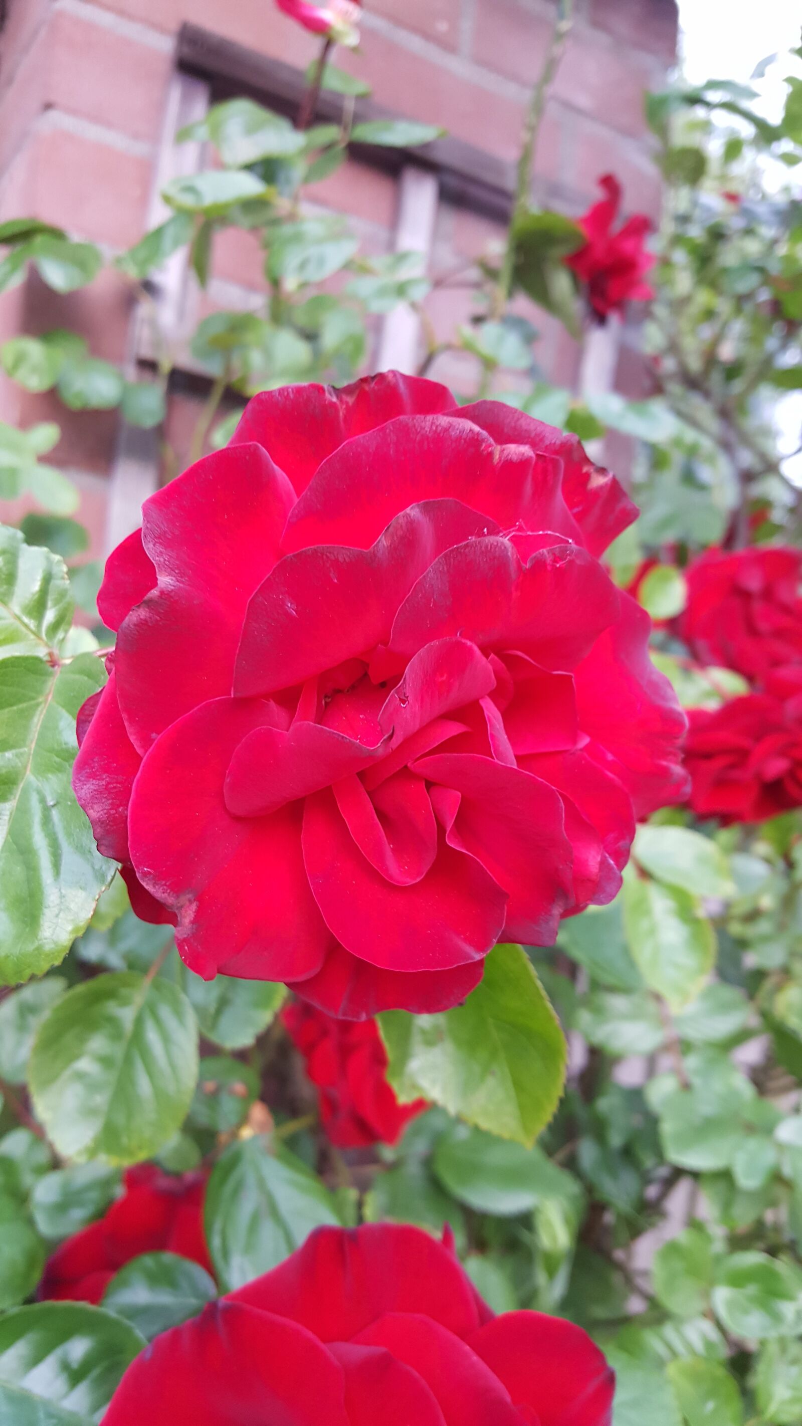 Samsung Galaxy Note5 sample photo. Roses, flowers, red photography