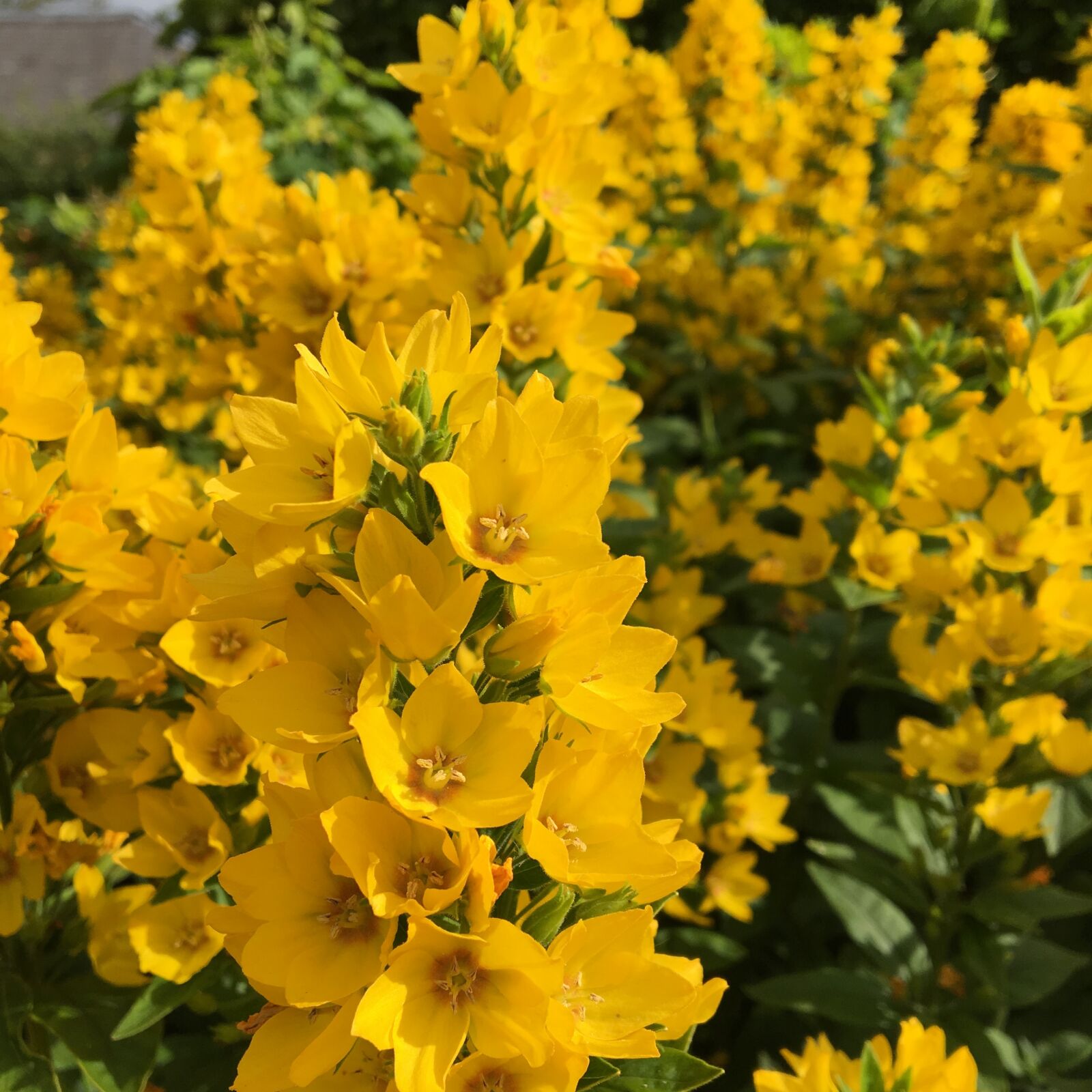 Apple iPhone 6s sample photo. Yellow flowers, garden, bloom photography