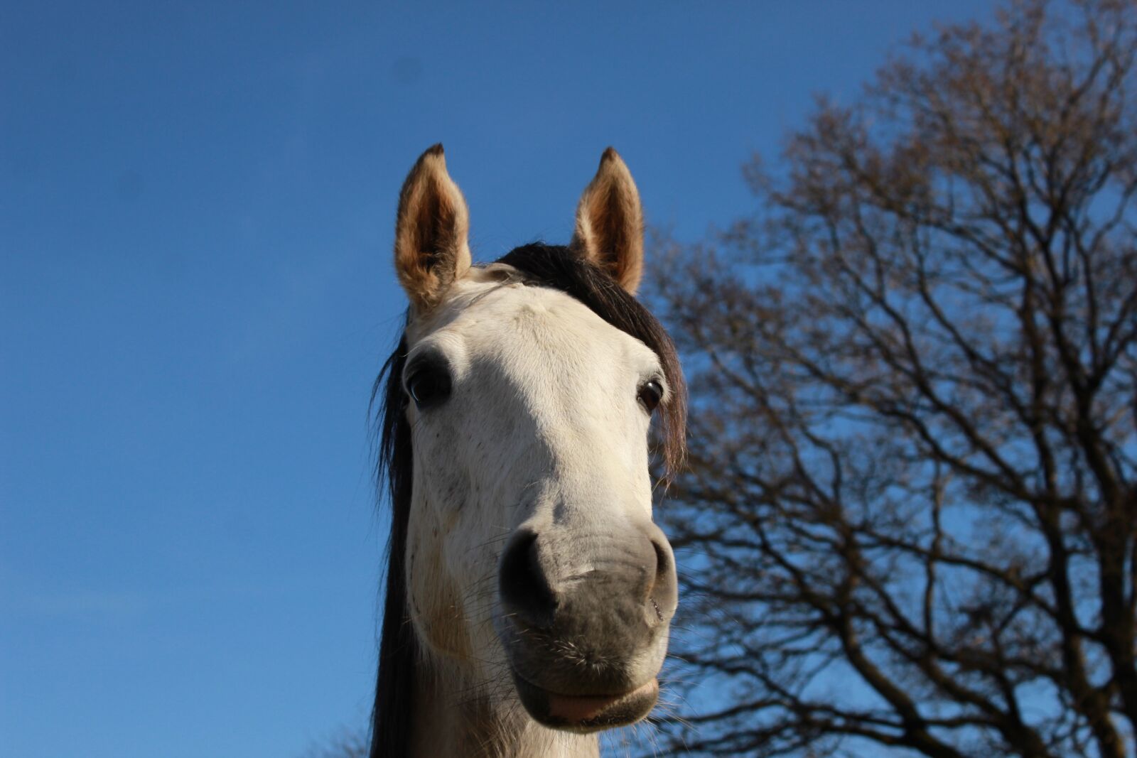 Canon EOS 1200D (EOS Rebel T5 / EOS Kiss X70 / EOS Hi) sample photo. Horse, white horse, nature photography
