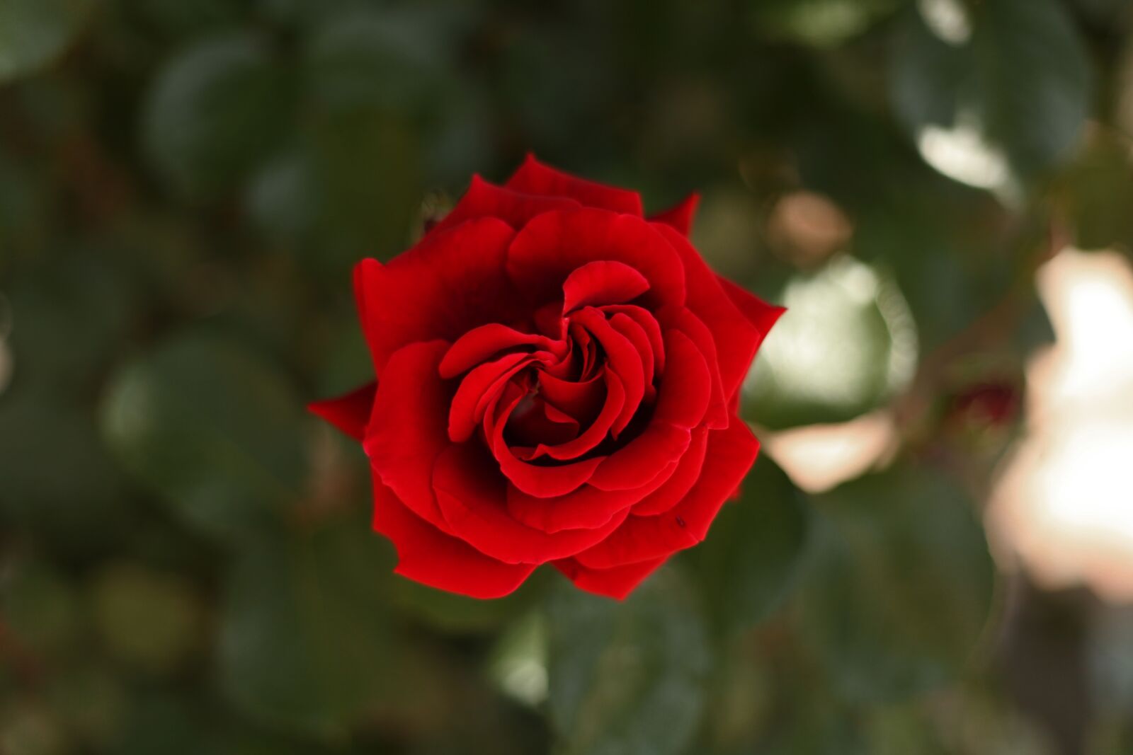 Canon EOS 5D Mark II sample photo. Rose, blossom, bloom photography