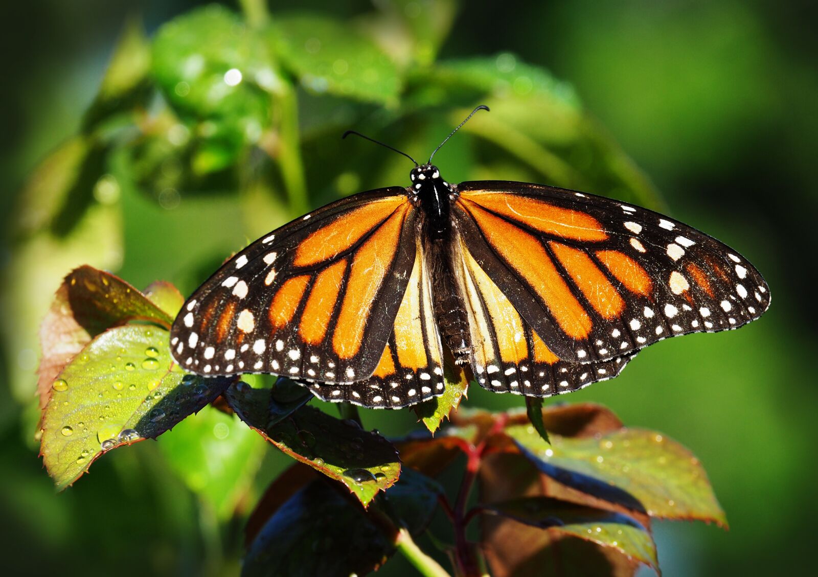 Olympus OM-D E-M10 II sample photo. Butterfly, insect, nature photography