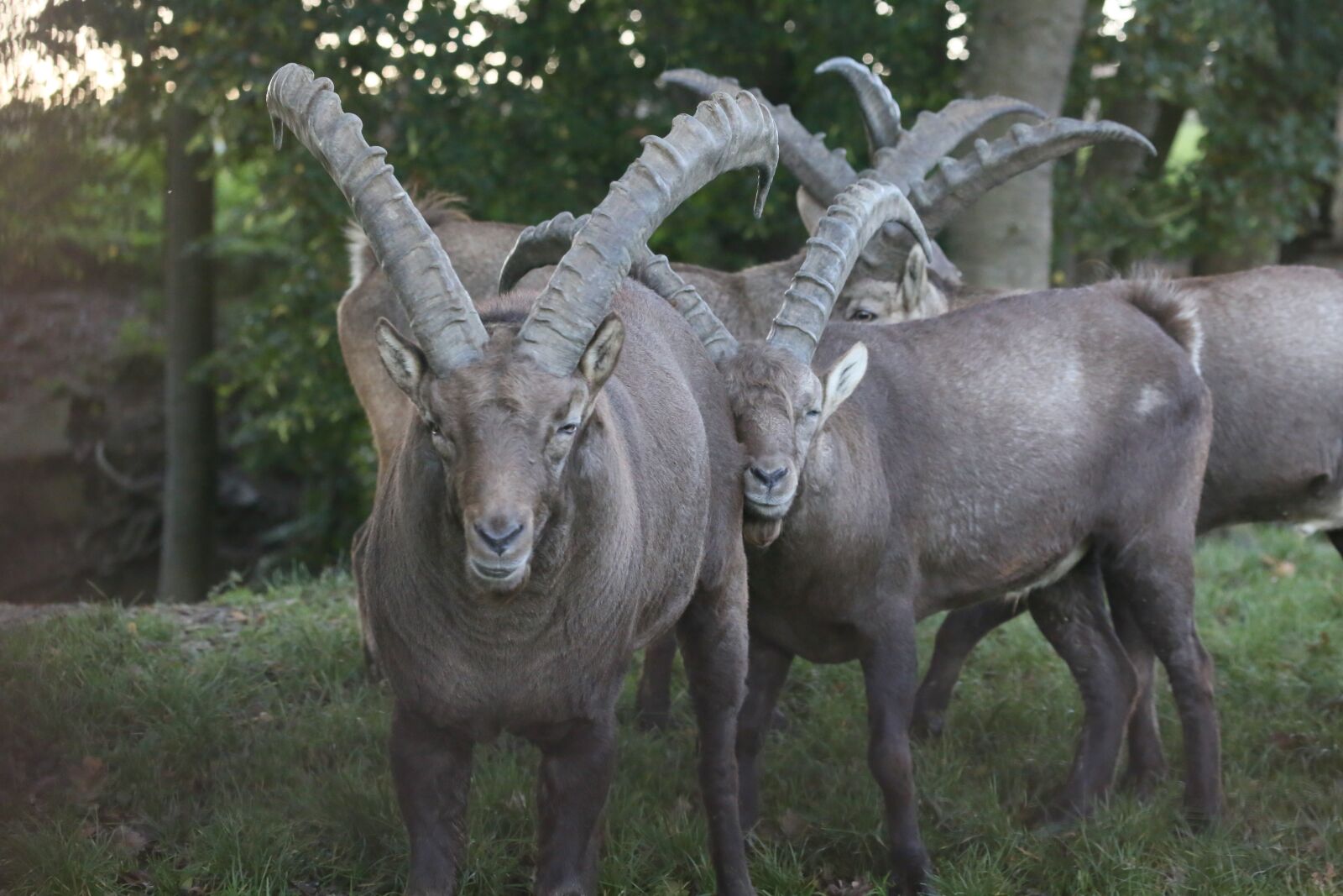 Canon EF 100-400mm F4.5-5.6L IS USM sample photo. Capricorn, animal, nature photography