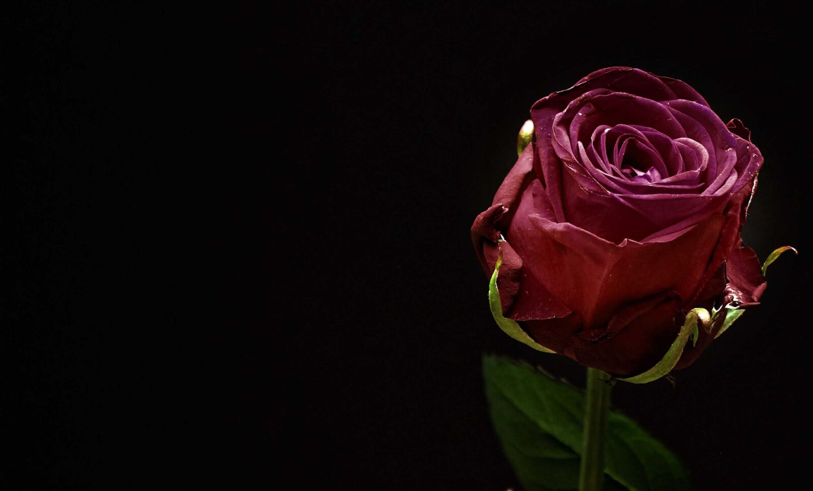 Canon EOS 550D (EOS Rebel T2i / EOS Kiss X4) sample photo. Rose, flower, nature, petal photography