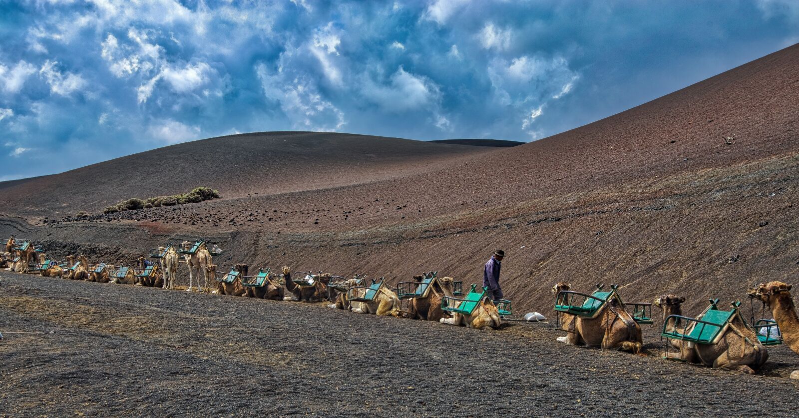 Nikon D800 sample photo. Camels, caravan, desert photography