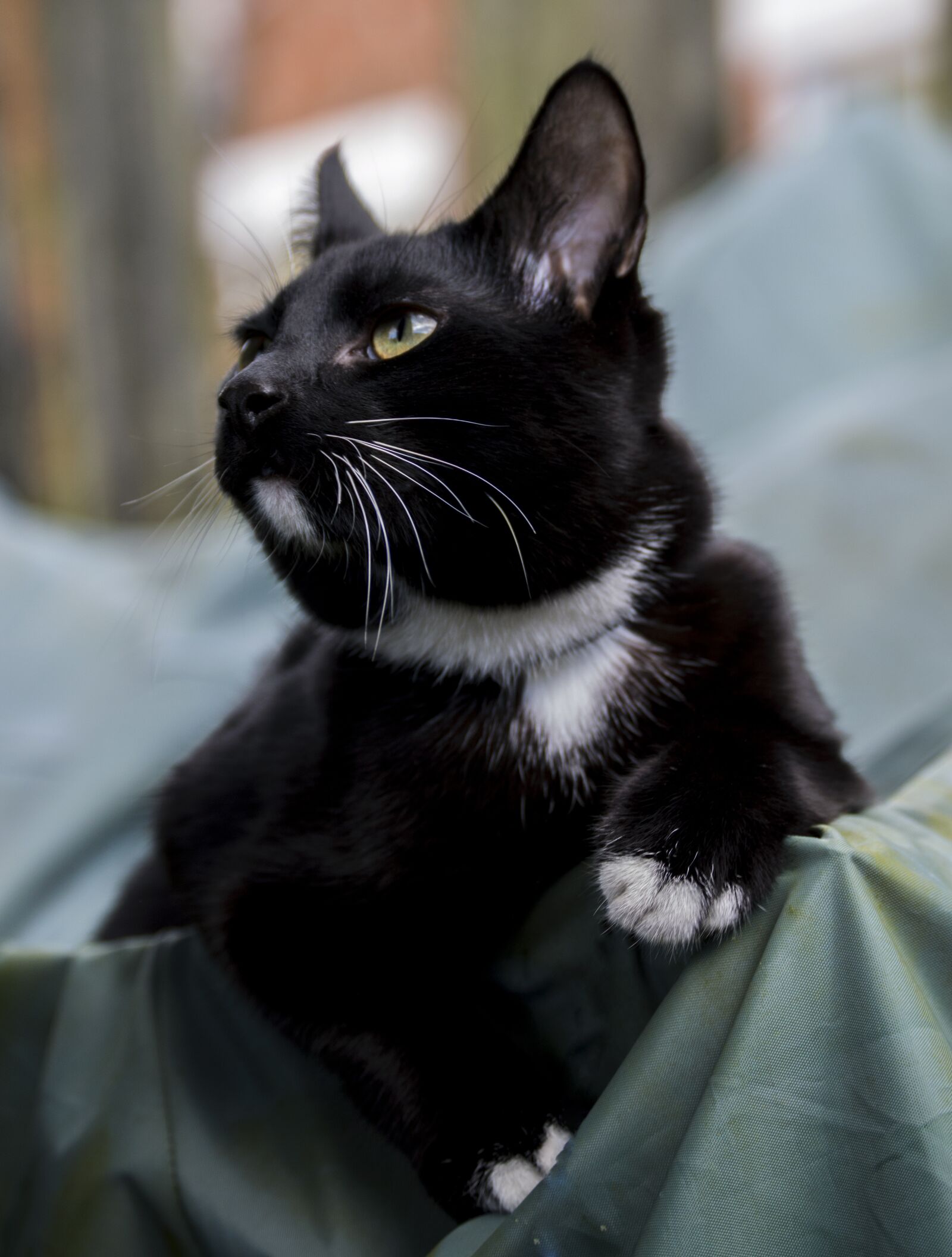 Nikon D3200 sample photo. Portrait, cat, mammals photography