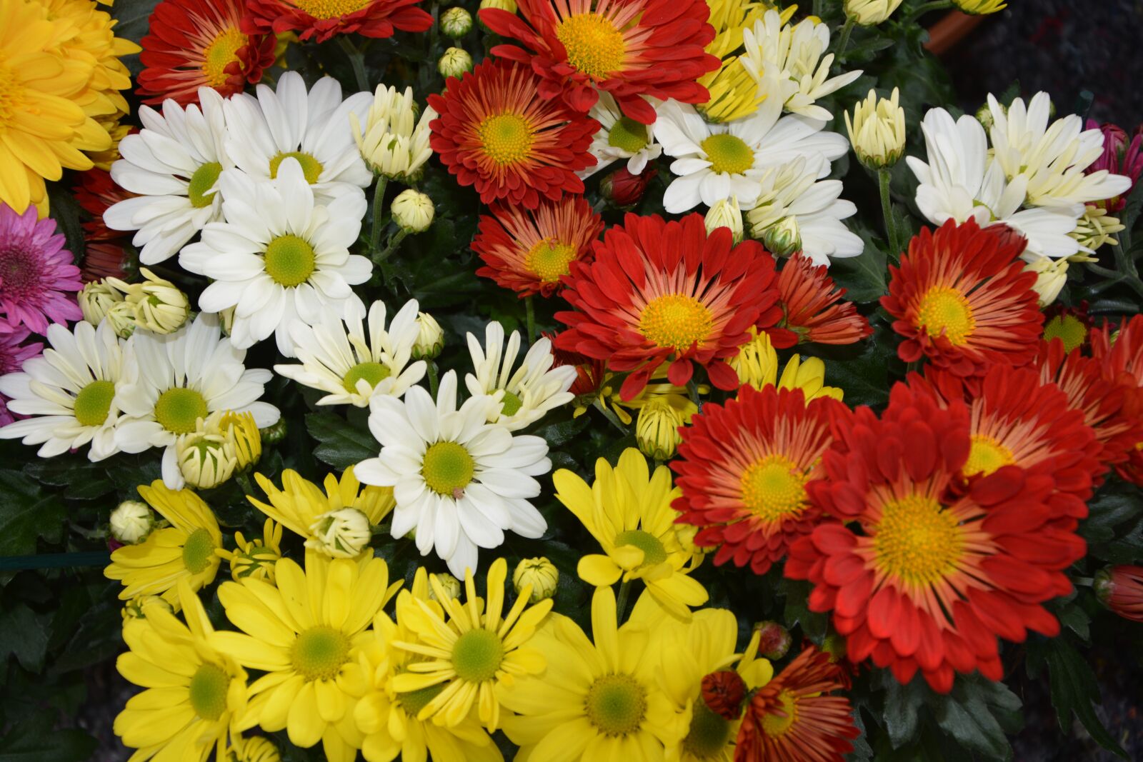 Nikon D5200 sample photo. Flowers, flowers colors red photography
