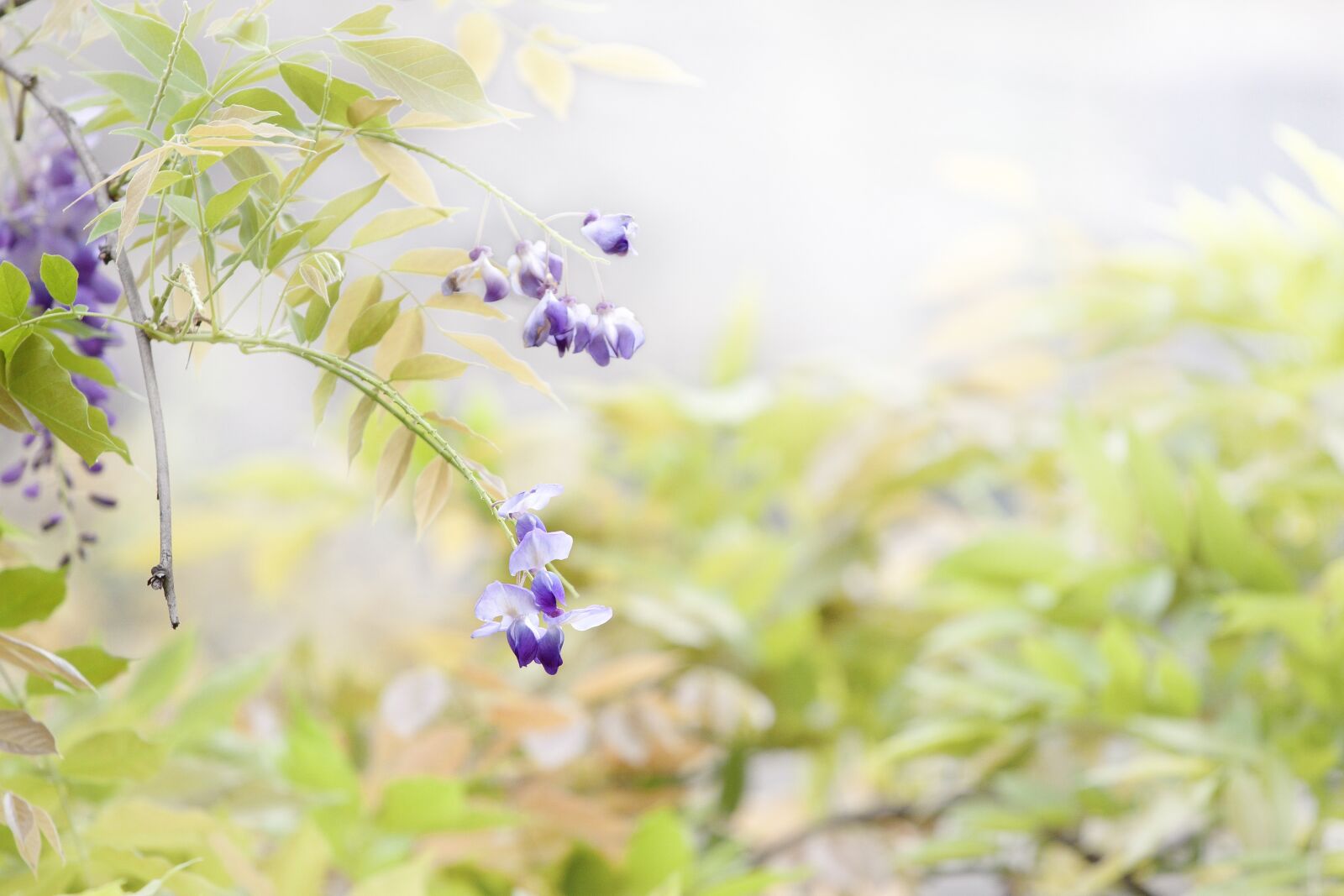 Canon EOS 500D (EOS Rebel T1i / EOS Kiss X3) sample photo. Flower, wisteria, spring photography