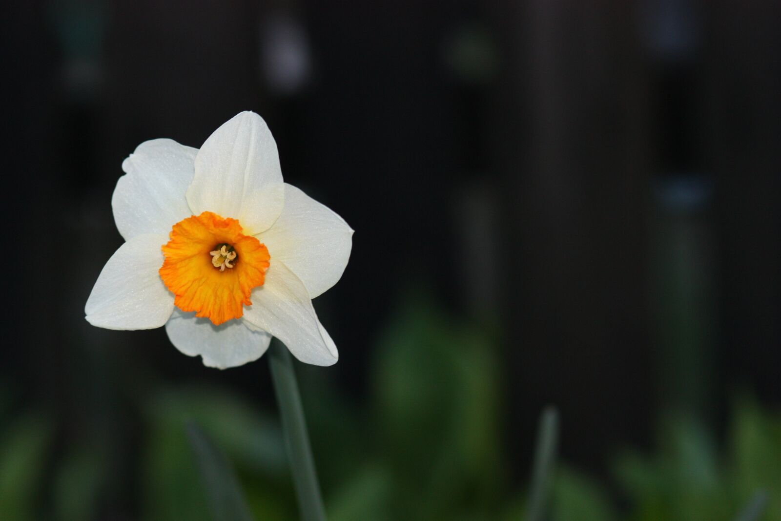 Canon EOS 450D (EOS Rebel XSi / EOS Kiss X2) sample photo. Daffodil, flower, yellow photography