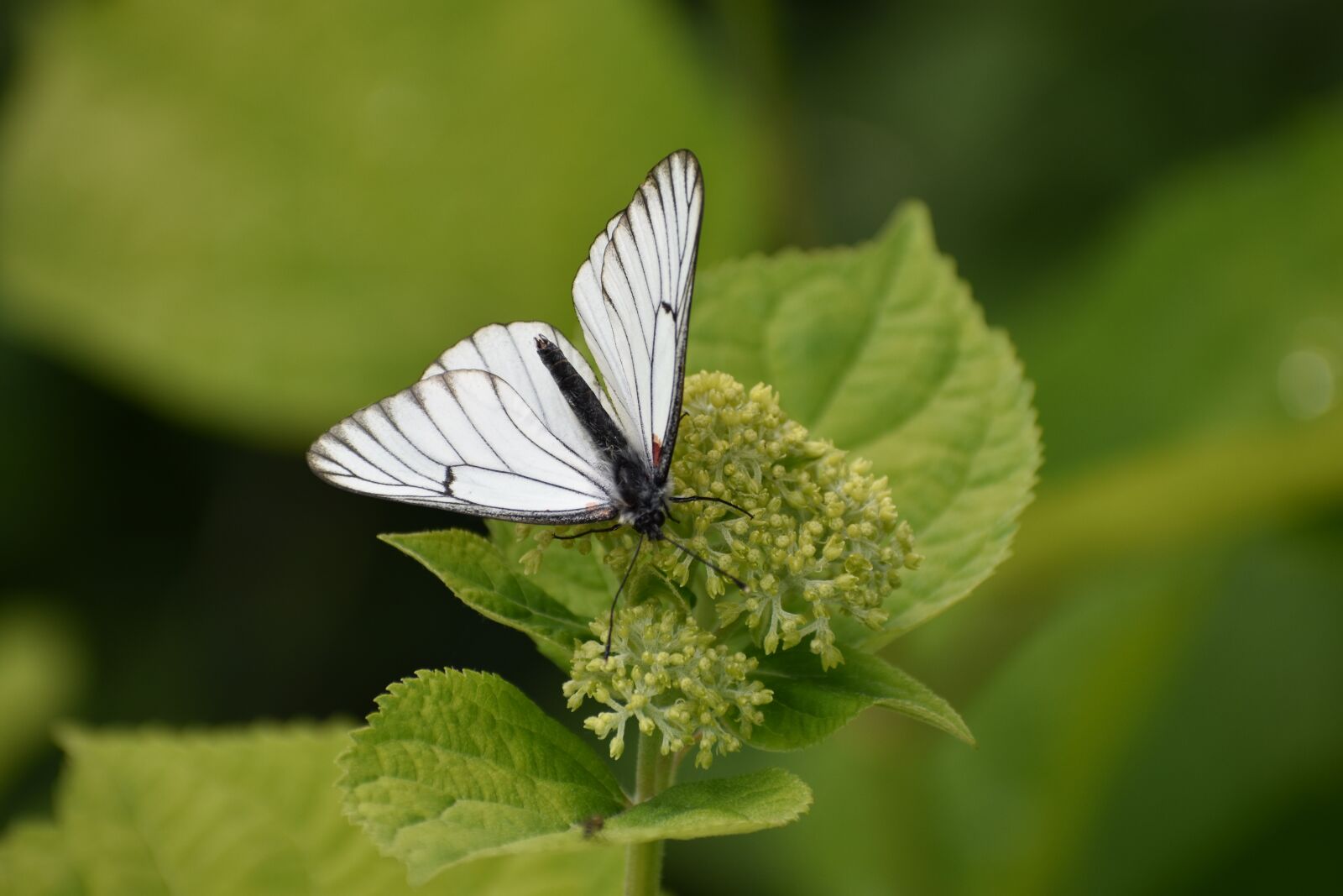 Nikon D3400 sample photo. Butterfly, white, cabbage butterfly photography