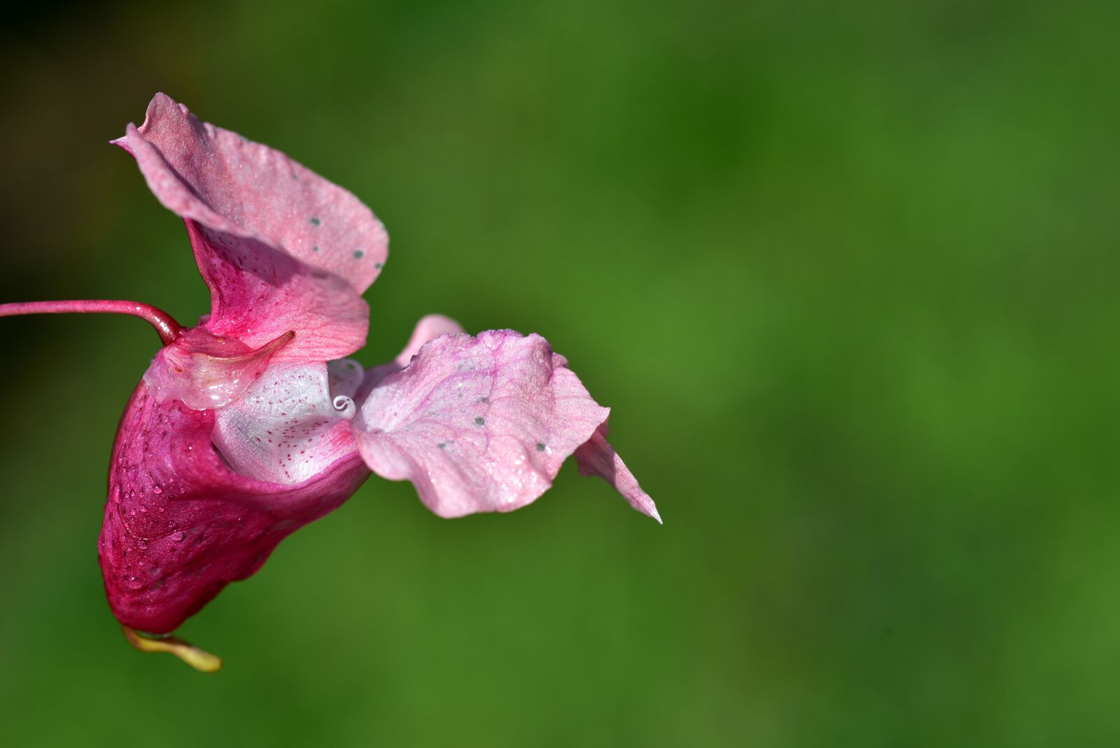 Nikon D750 sample photo. Indian springkraut, blossom, bloom photography