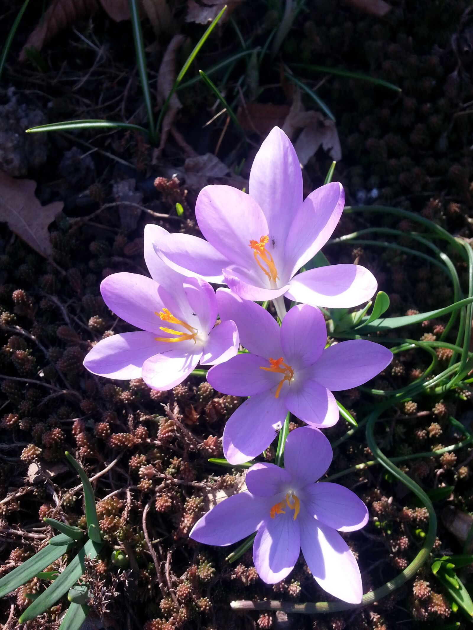 Samsung Galaxy S3 sample photo. Crocus, spring, spring crocus photography