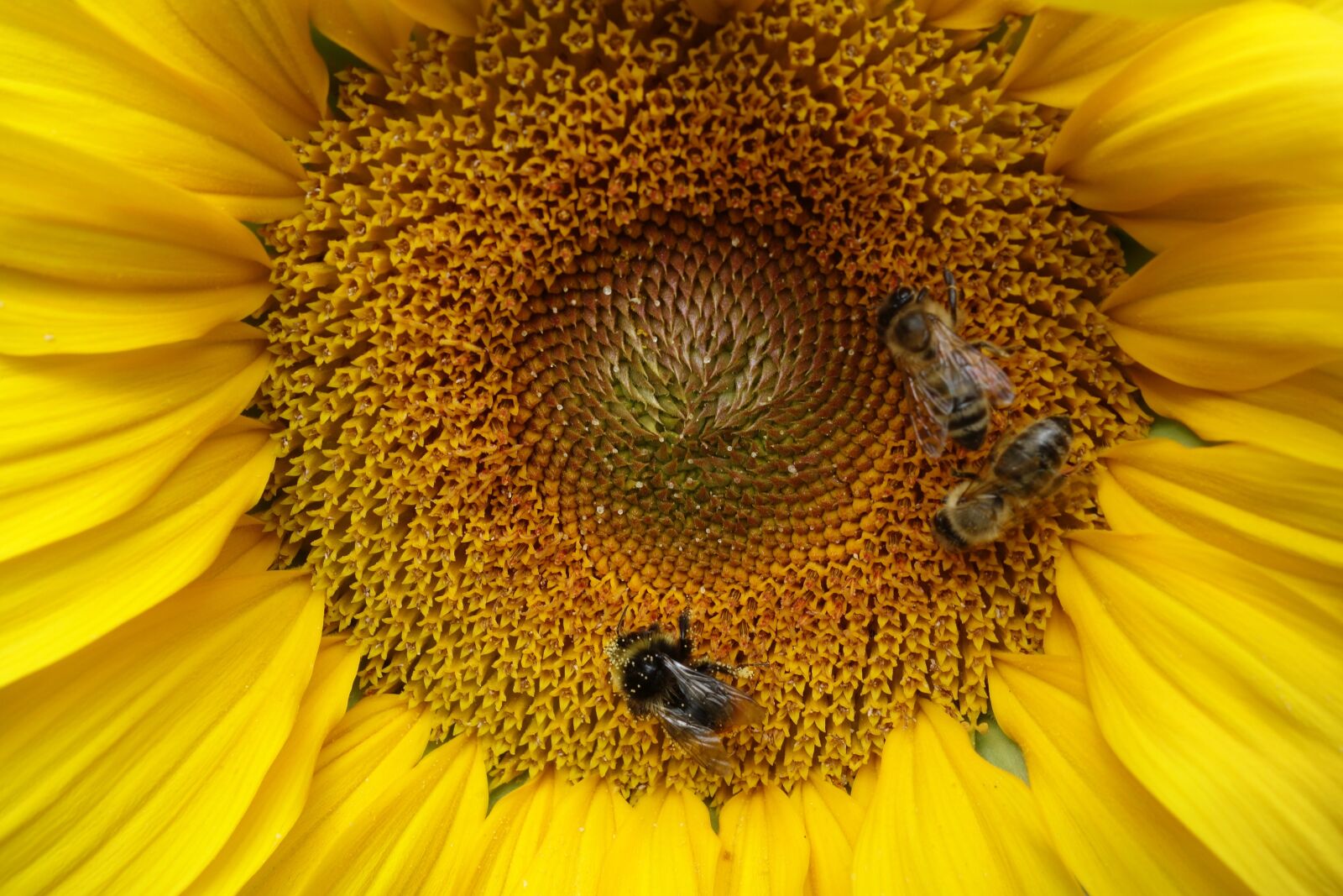 Sony Cyber-shot DSC-RX100 sample photo. Sunflower, bees, pollen photography
