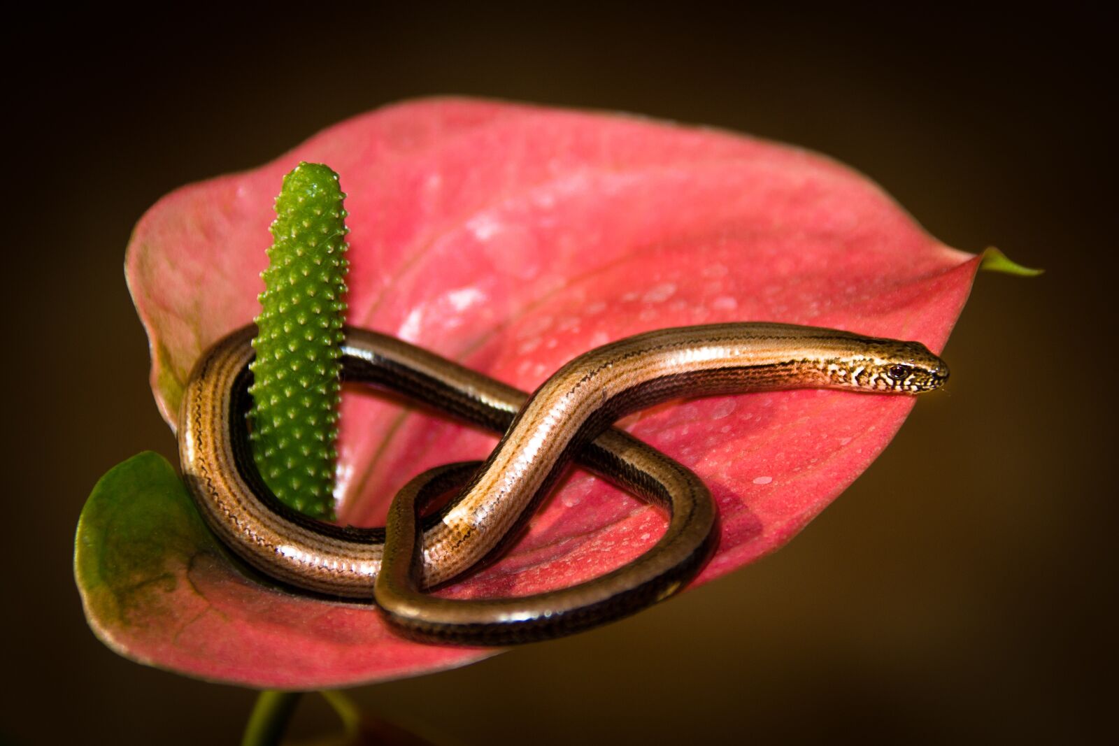 Canon EOS 600D (Rebel EOS T3i / EOS Kiss X5) sample photo. Slow worm, salamander, reptile photography