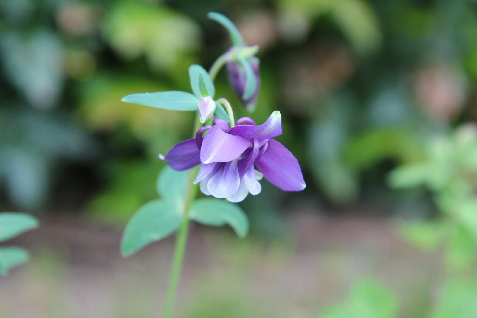 Canon EOS 600D (Rebel EOS T3i / EOS Kiss X5) sample photo. Columbine, ancolie purple, purple photography