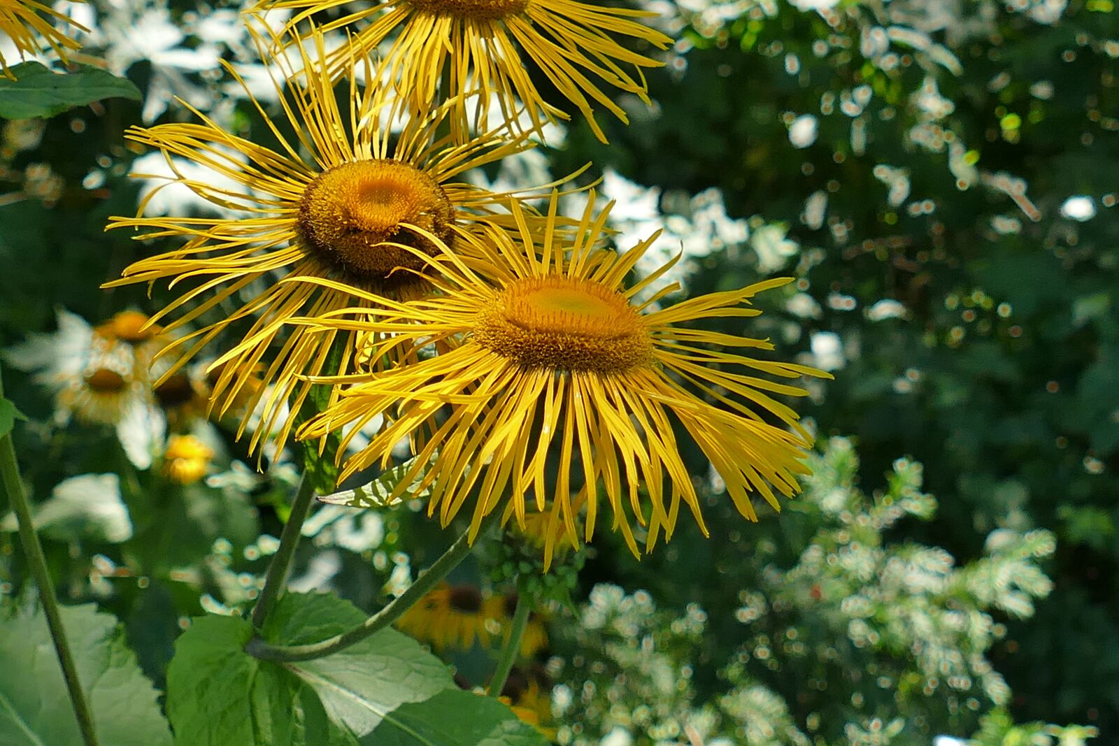 Panasonic Lumix DMC-FZ1000 sample photo. Inula, lamiaceae, close up photography