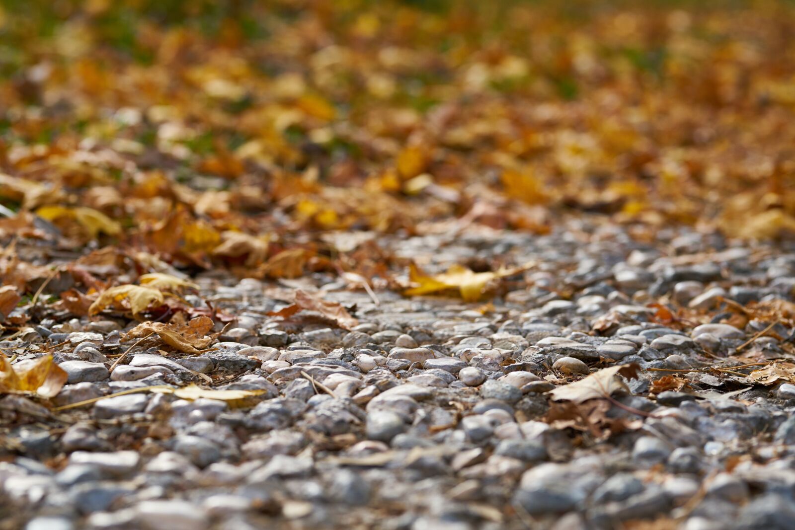 Sigma 85mm F1.4 DG HSM Art sample photo. Autumn, the leaves are photography
