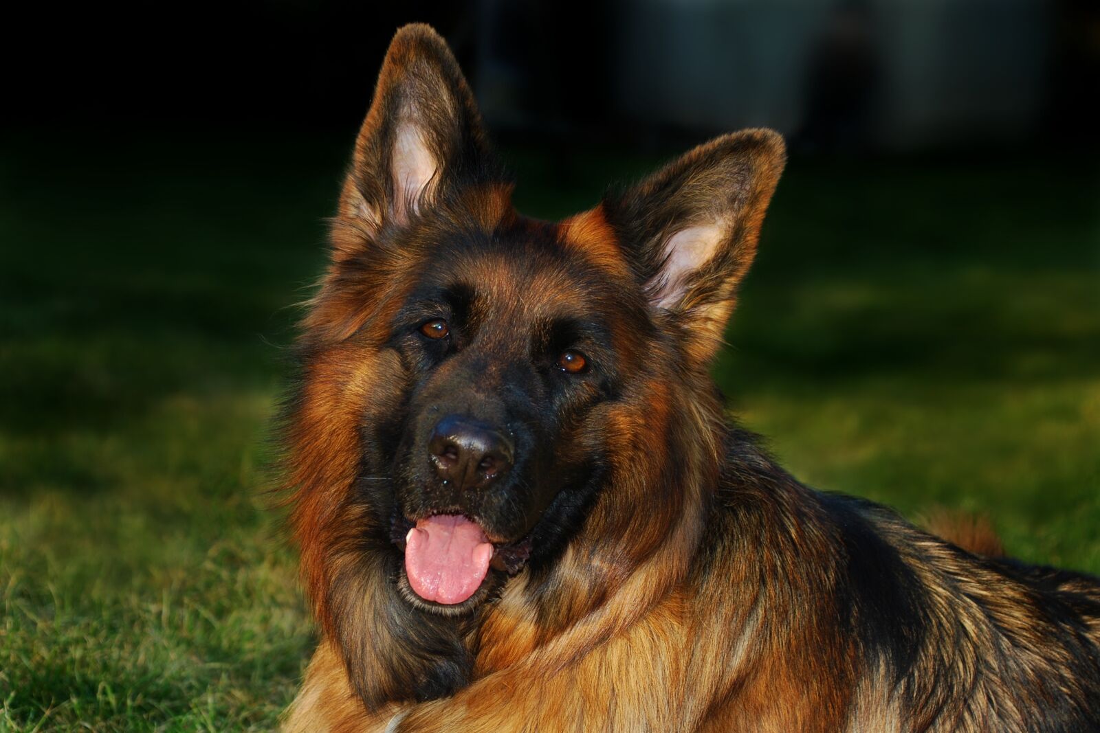Nikon D80 sample photo. Sch fer dog, dog photography