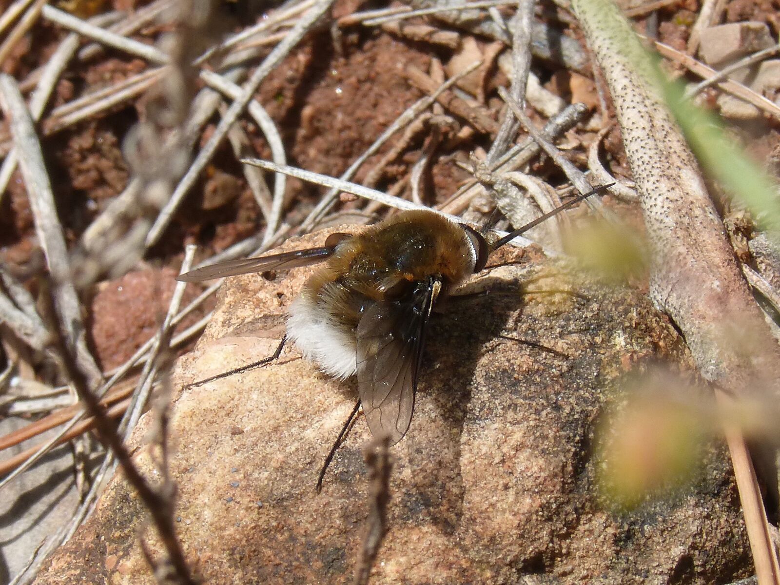 Panasonic DMC-FZ62 sample photo. Bombus, drone, detail photography