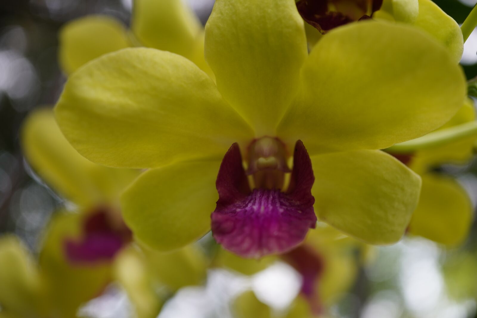 Sony a6400 sample photo. Orchid, yellow, flower photography