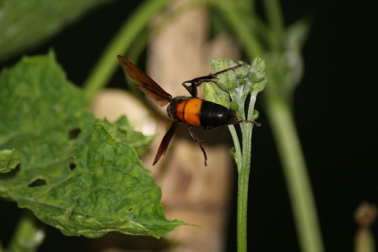 Canon EOS 700D (EOS Rebel T5i / EOS Kiss X7i) sample photo. Hornet, animal, wasp photography
