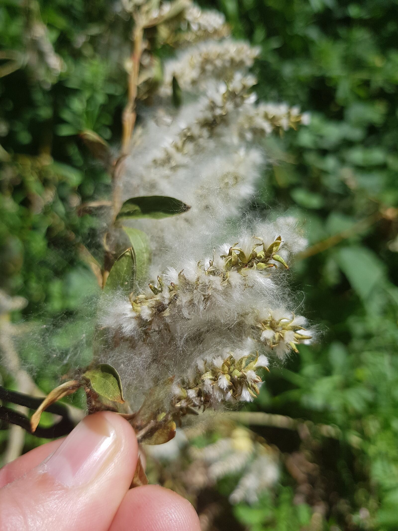 Samsung Galaxy S8 sample photo. Plant seeds, white, green photography