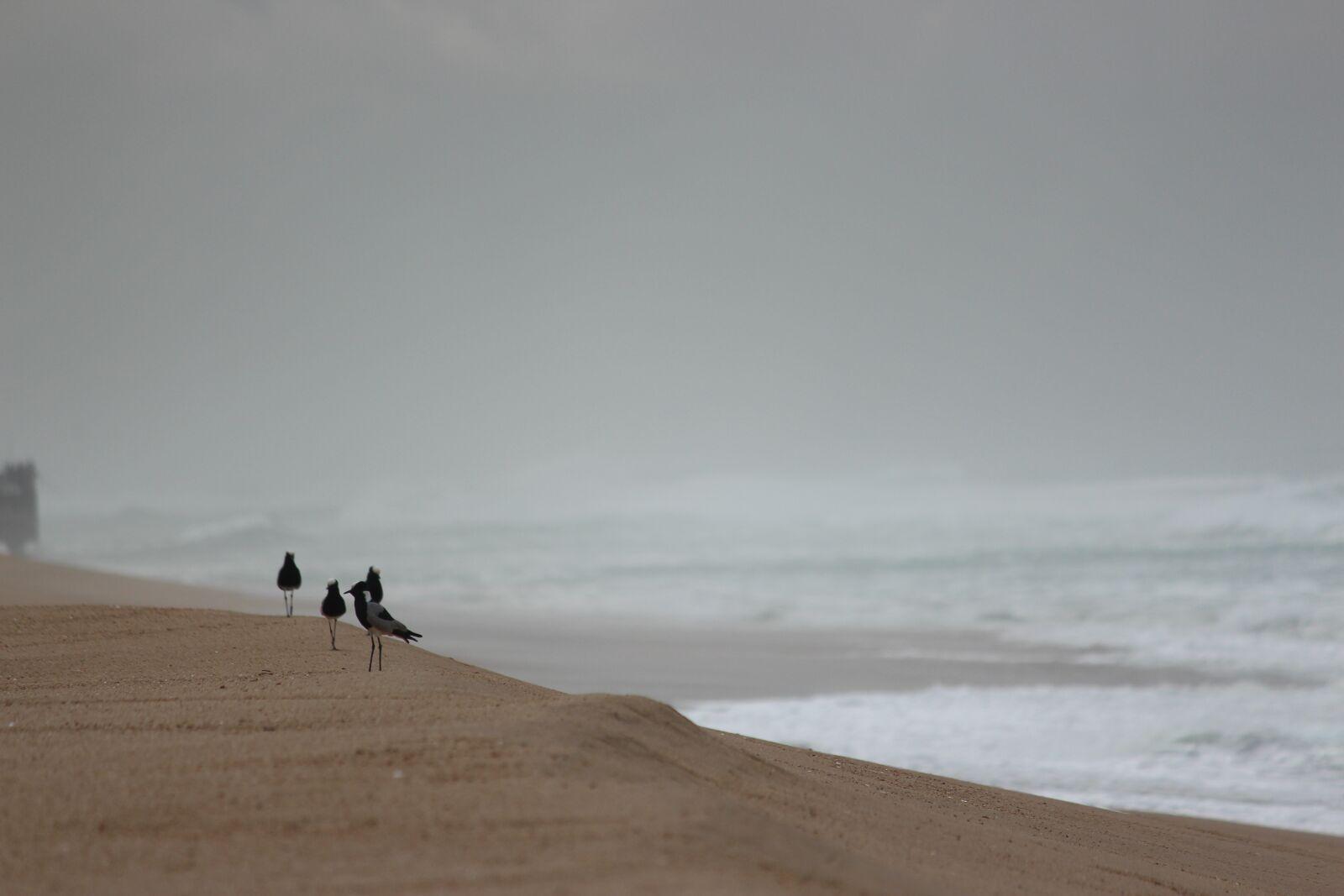 Canon EOS 700D (EOS Rebel T5i / EOS Kiss X7i) sample photo. Durban, beach, beach bird photography