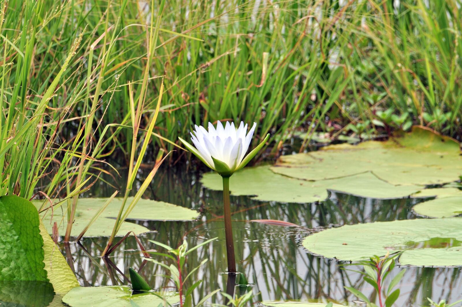 Nikon D5000 sample photo. Water lily, nature, pond photography